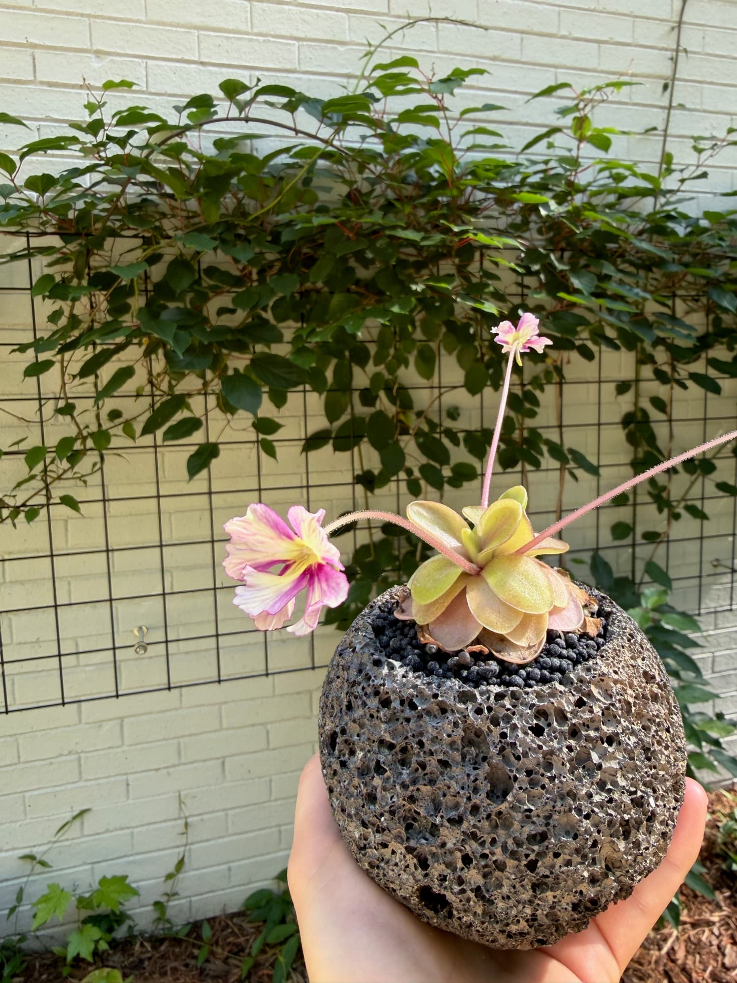 Pinguicula (Mexican Butterwort) — photo 4