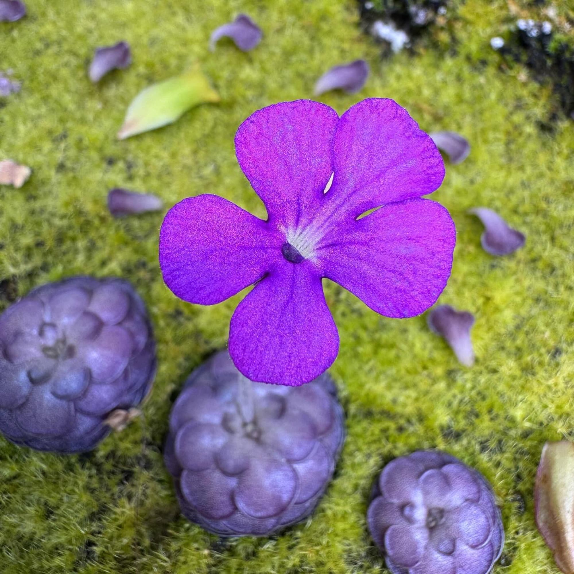 Pinguicula (Mexican Butterwort) — photo 5