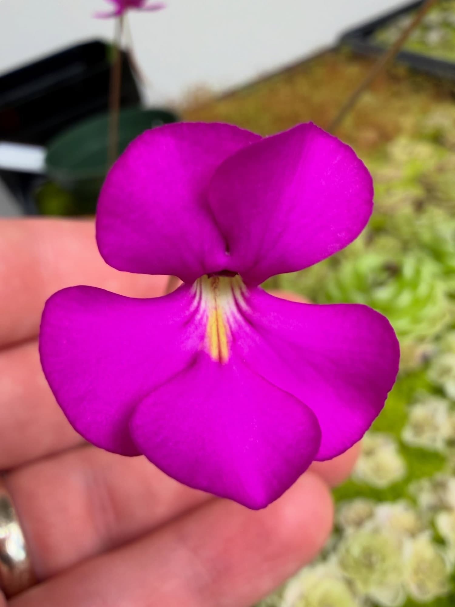 Pinguicula (Mexican Butterwort) — photo 6