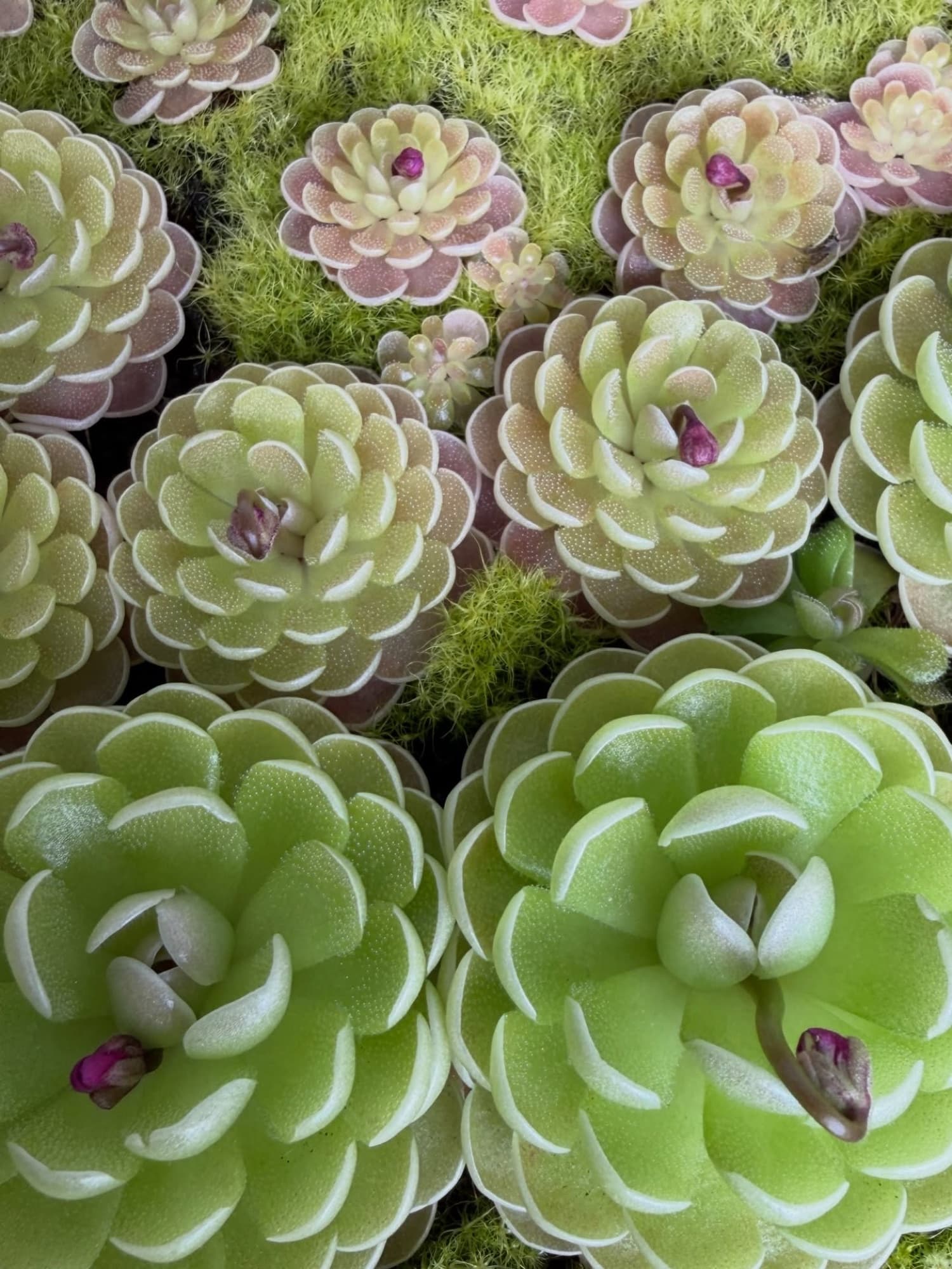 Pinguicula (Mexican Butterwort) — photo 7