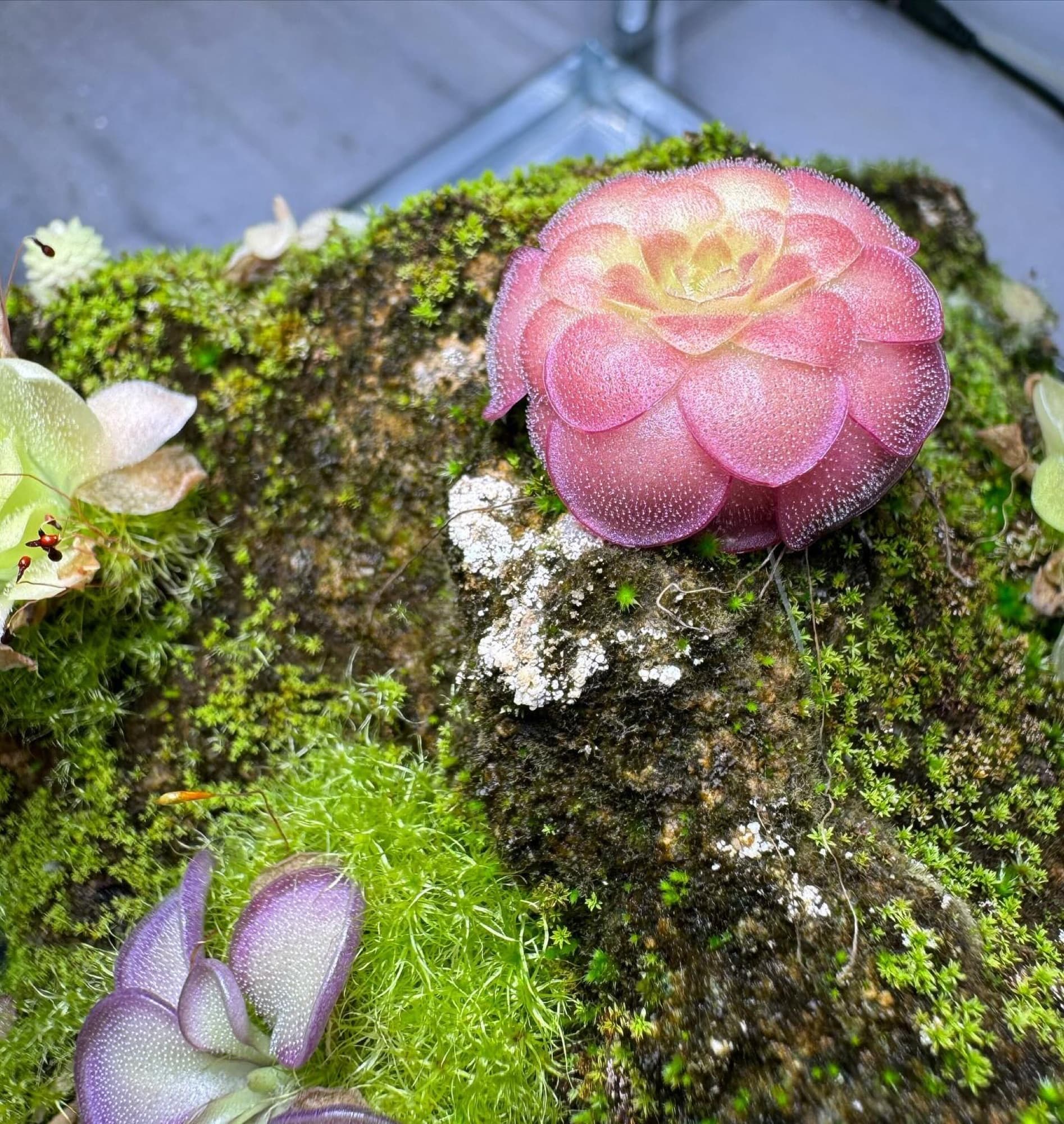 Pinguicula (Mexican Butterwort) — photo 9