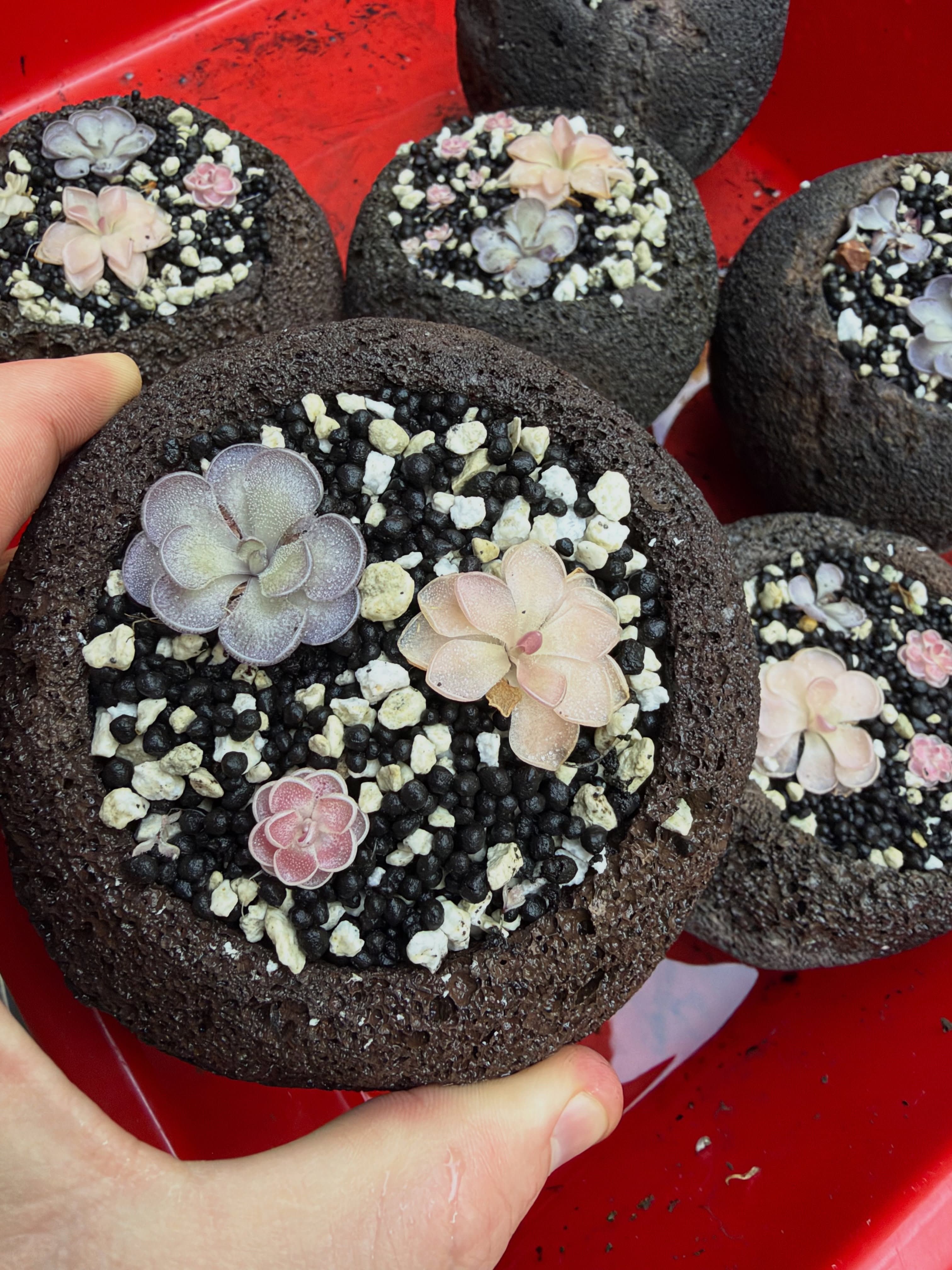 Pinguicula (Mexican Butterwort) — photo 10