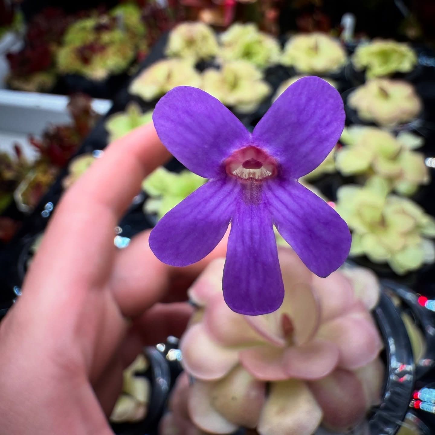 Pinguicula (Mexican Butterwort) — photo 11