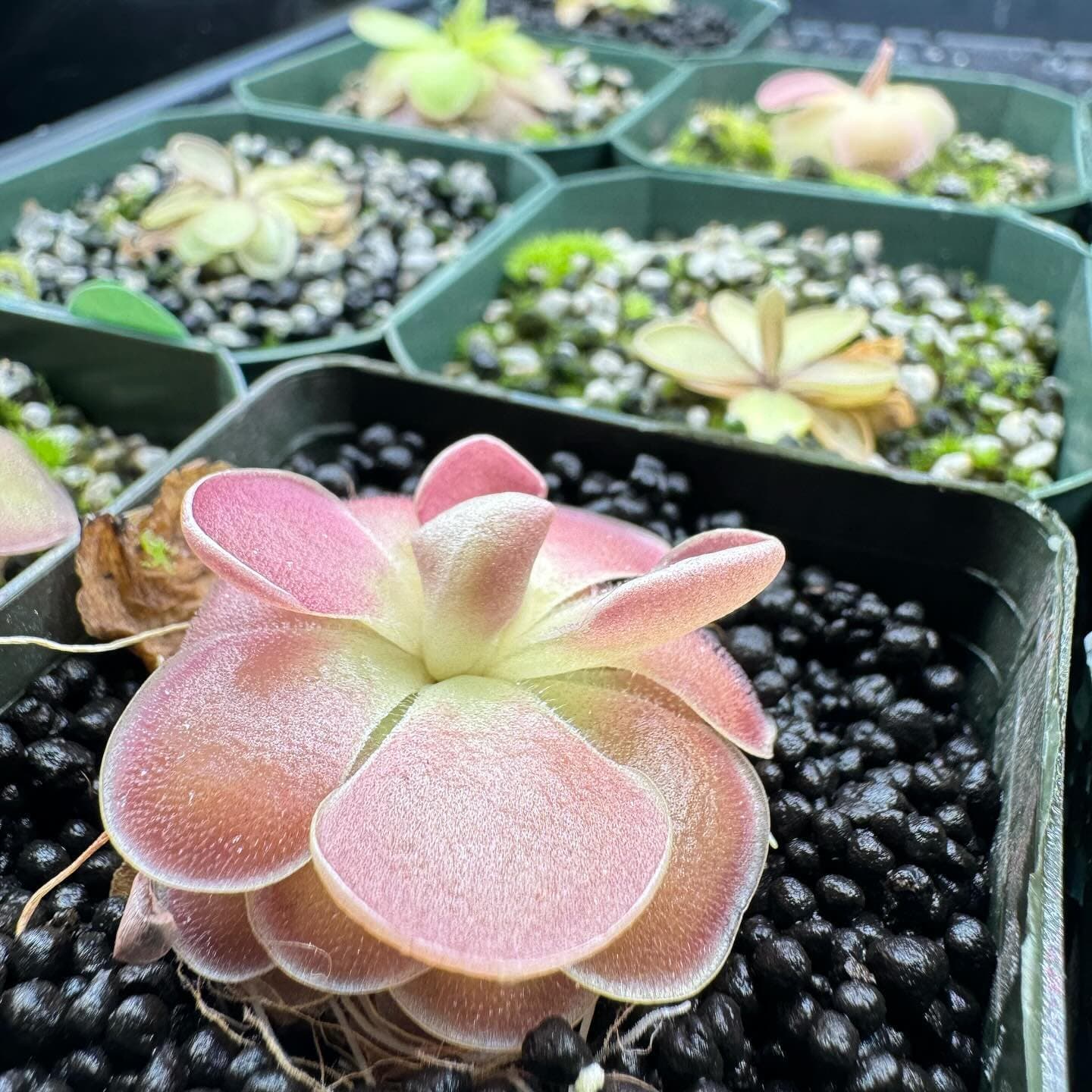 Pinguicula (Mexican Butterwort) — photo 12