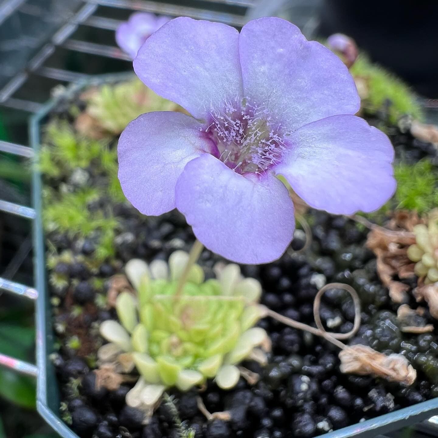 Pinguicula (Mexican Butterwort) — photo 13