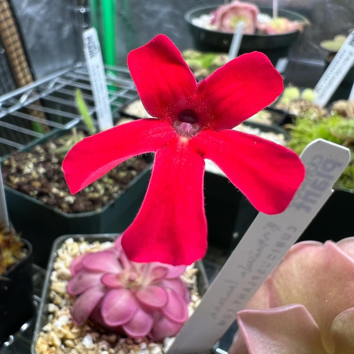 Pinguicula (Mexican Butterwort) — photo 14