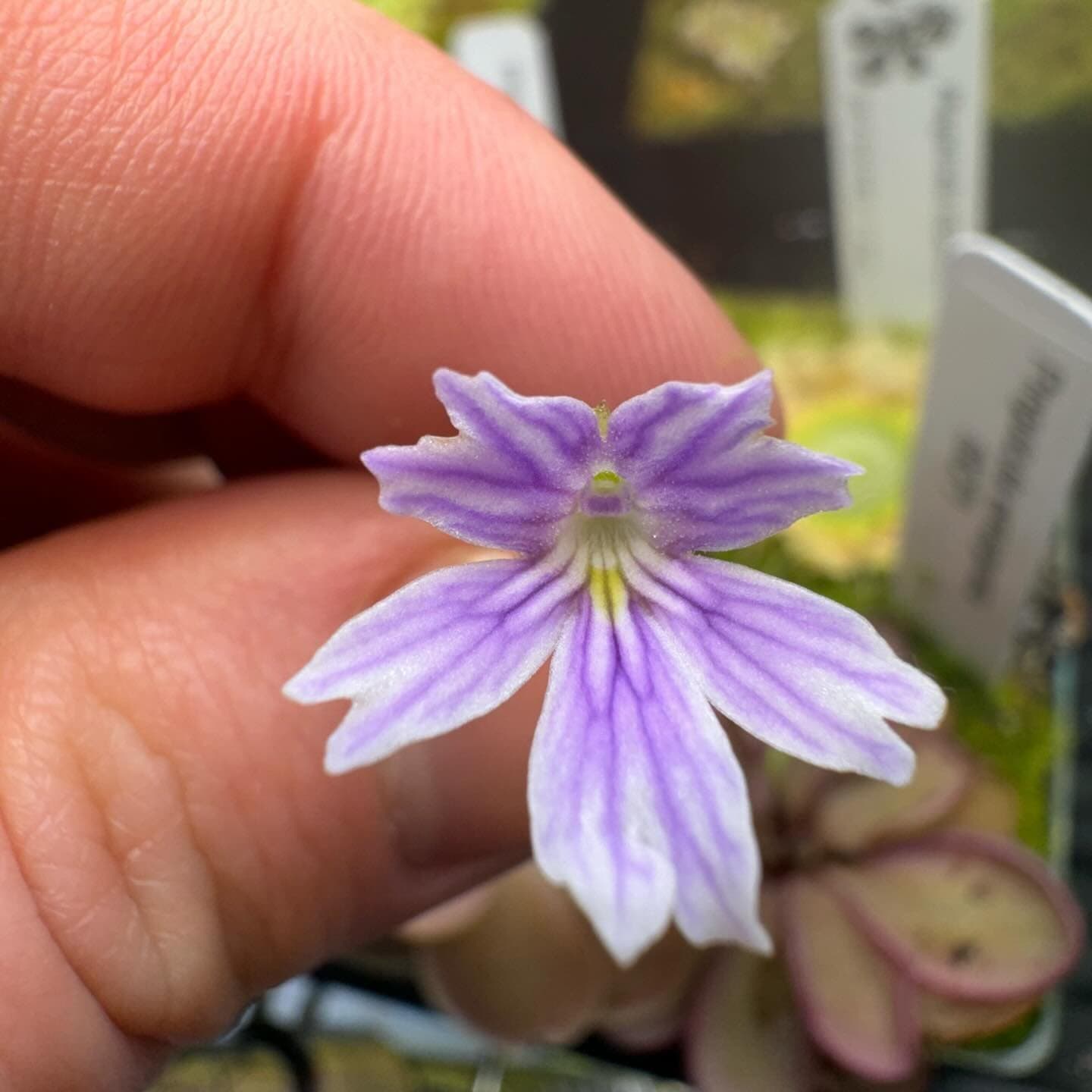 Pinguicula (Mexican Butterwort) — photo 15