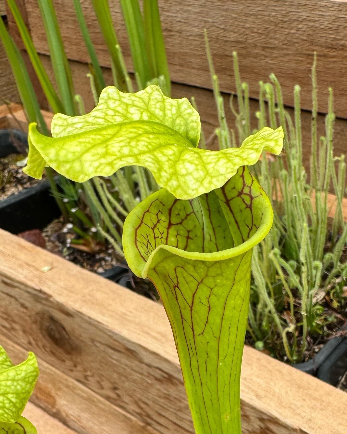 Sarracenia (North American Pitcher Plant) — photo 2