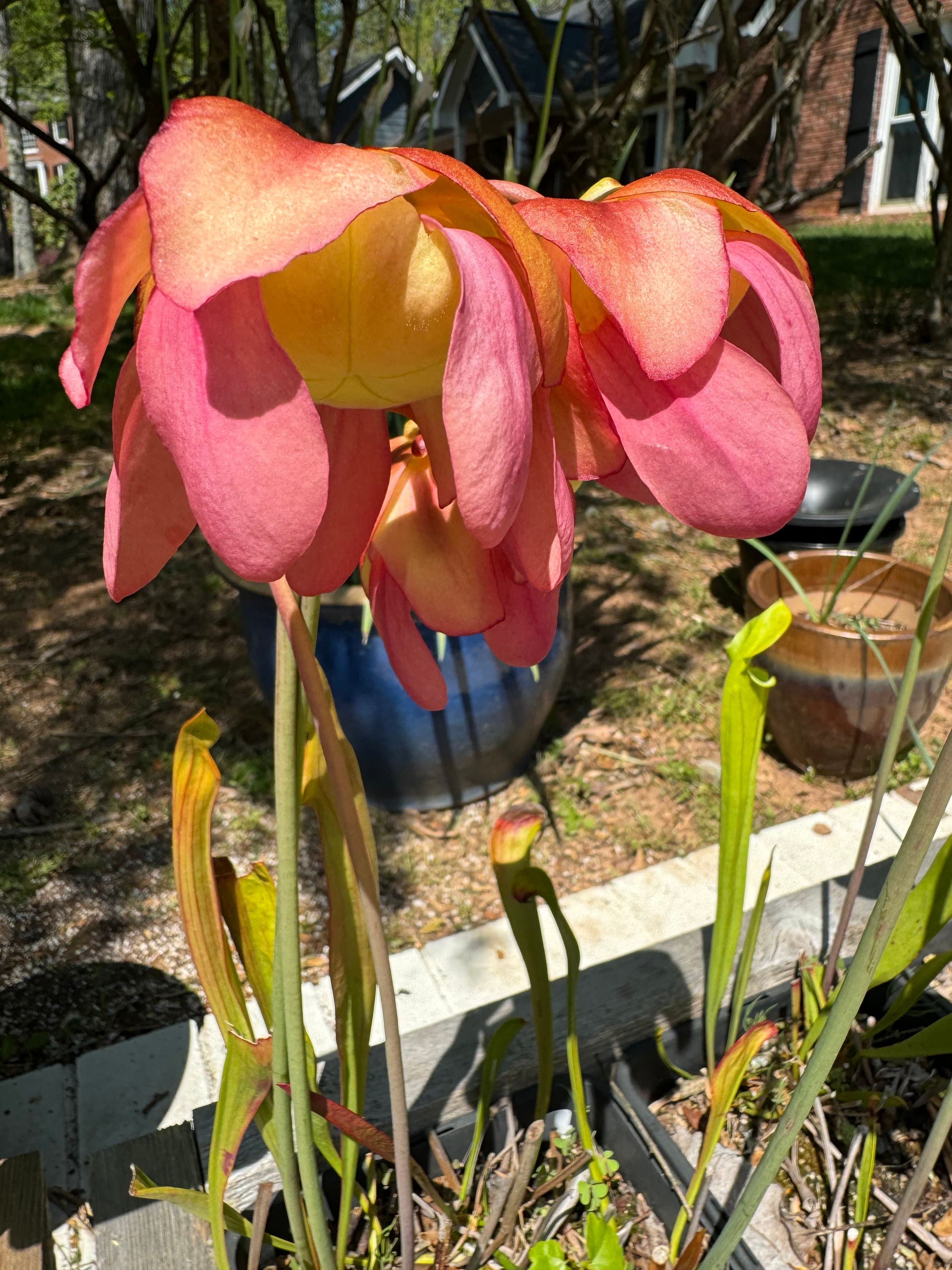 Sarracenia (North American Pitcher Plant) — photo 3