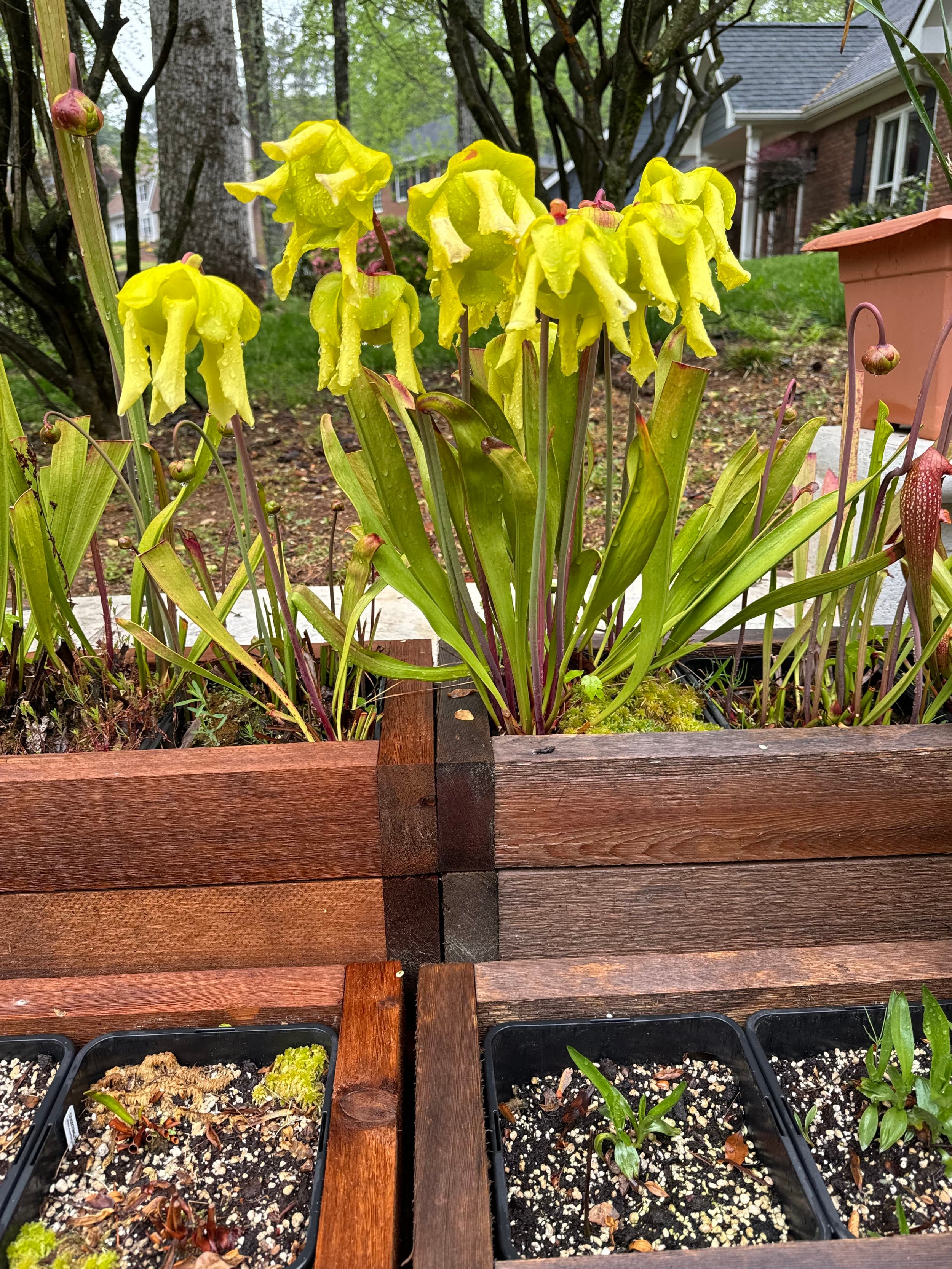 Sarracenia (North American Pitcher Plant) — photo 4
