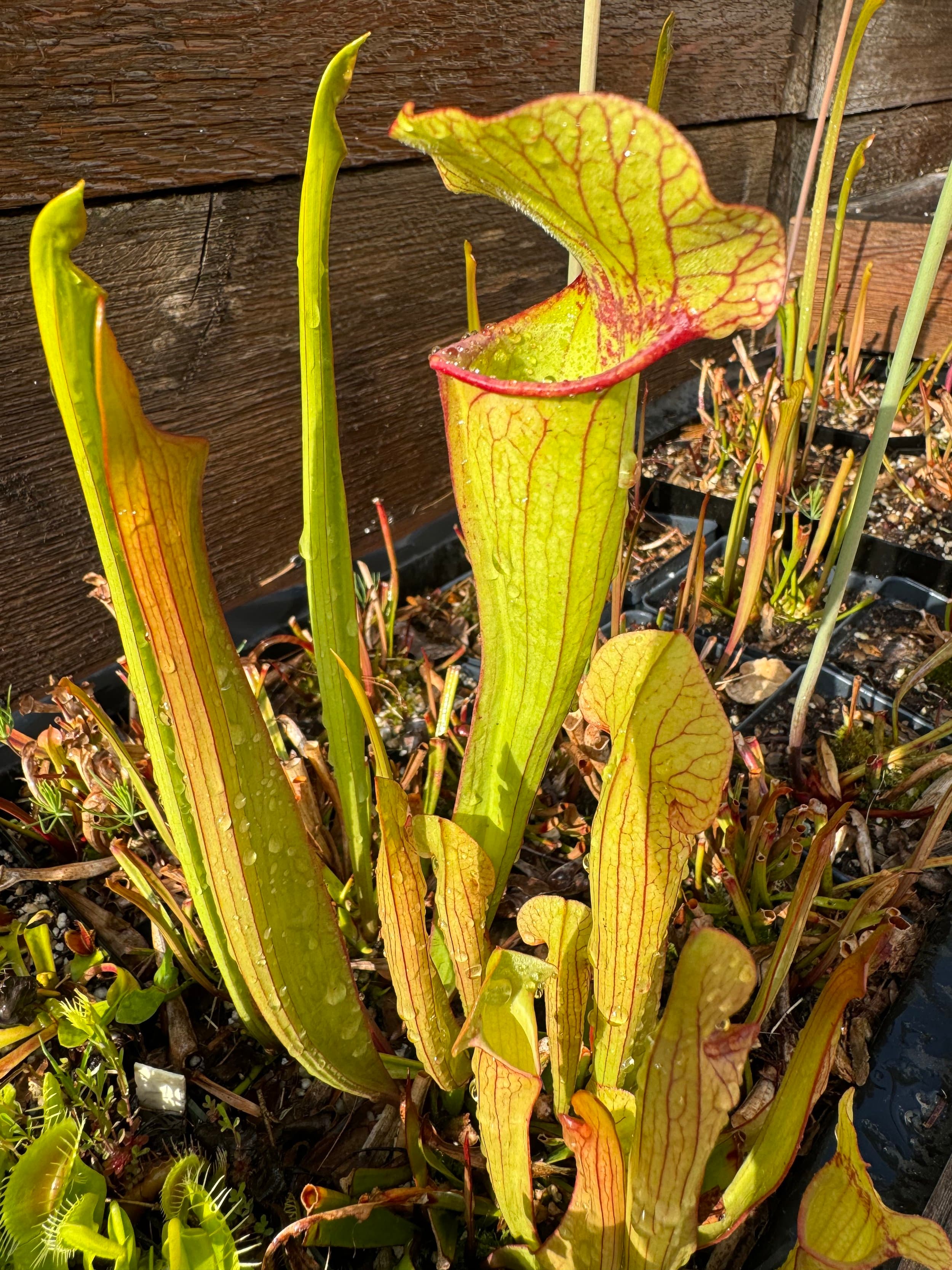 Sarracenia (North American Pitcher Plant) — photo 5