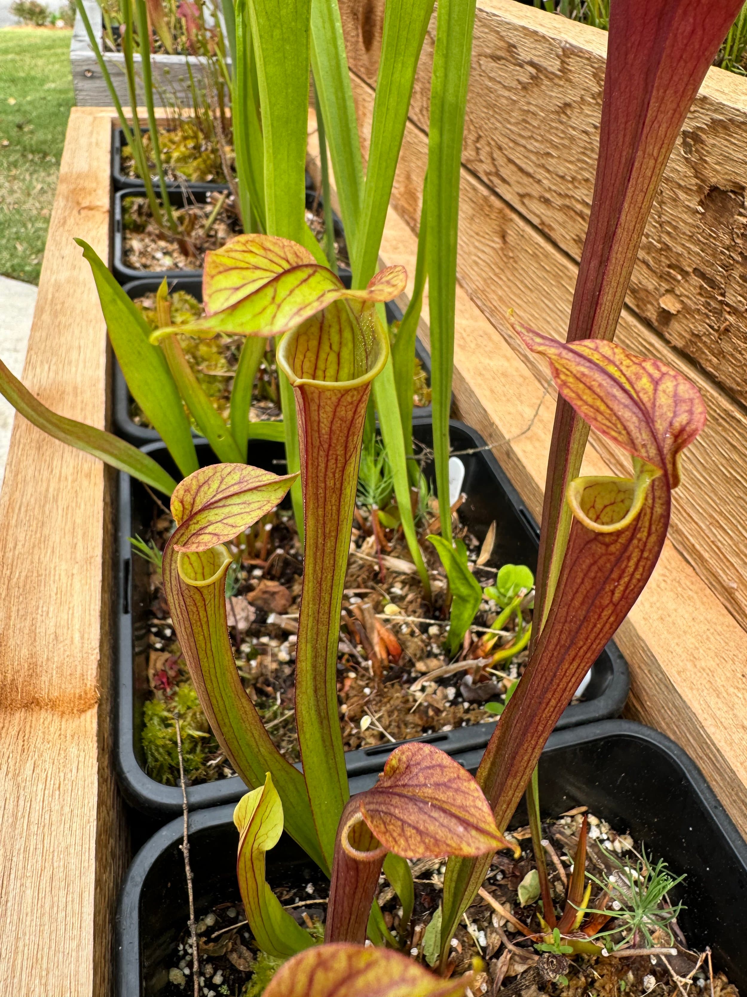 Sarracenia (North American Pitcher Plant) — photo 6