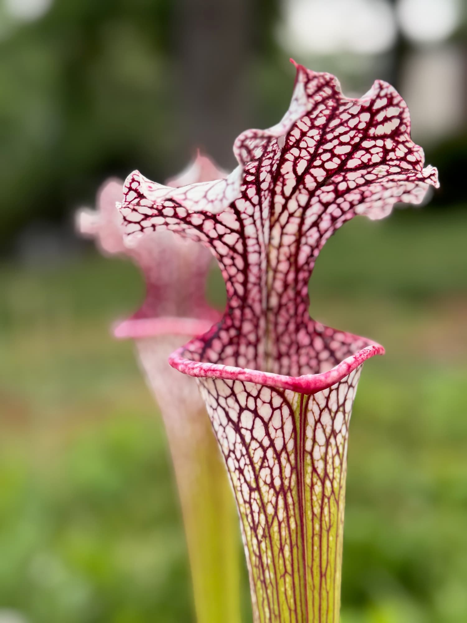 Sarracenia (North American Pitcher Plant) — photo 7