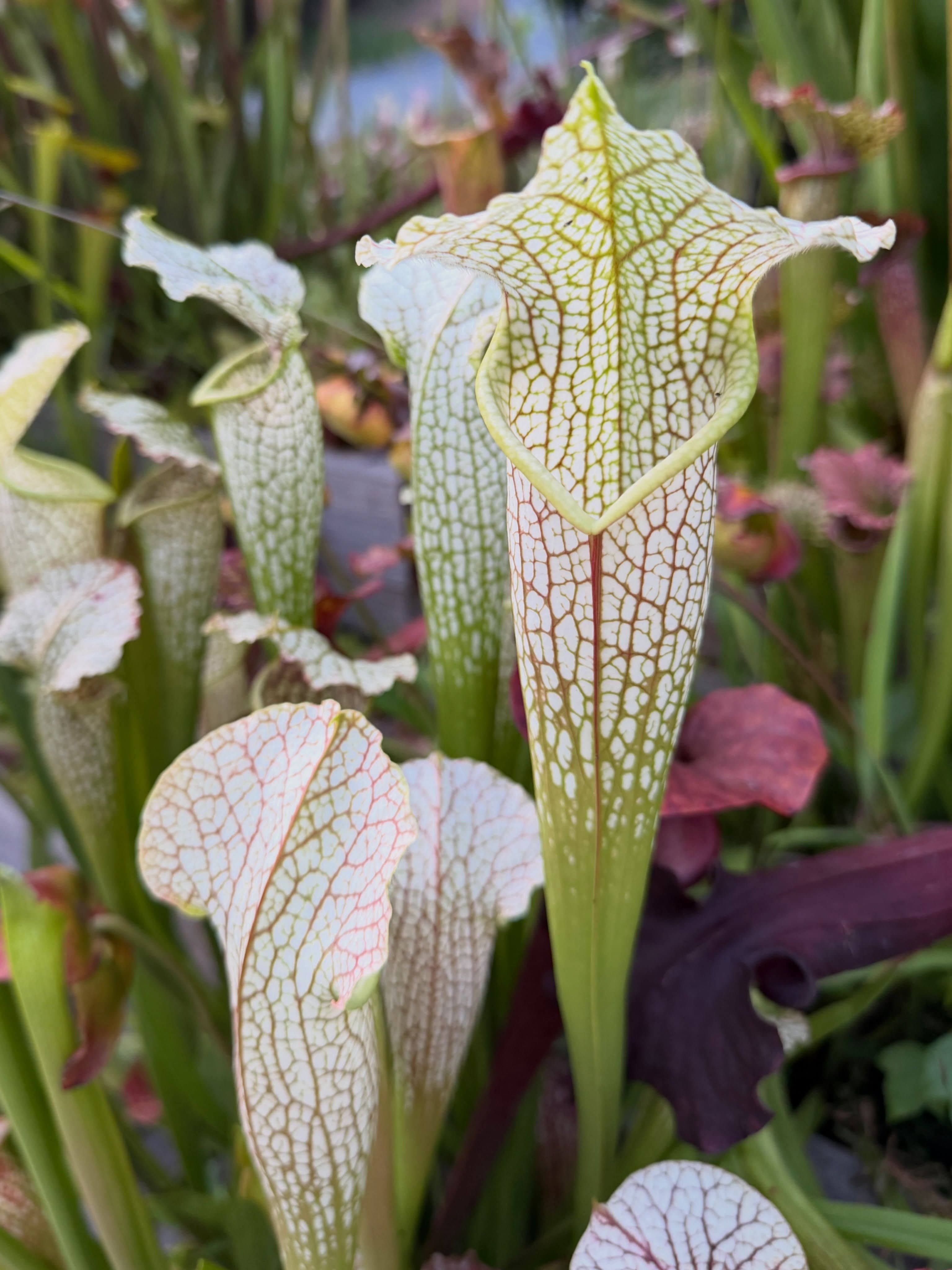 Sarracenia (North American Pitcher Plant) — photo 8