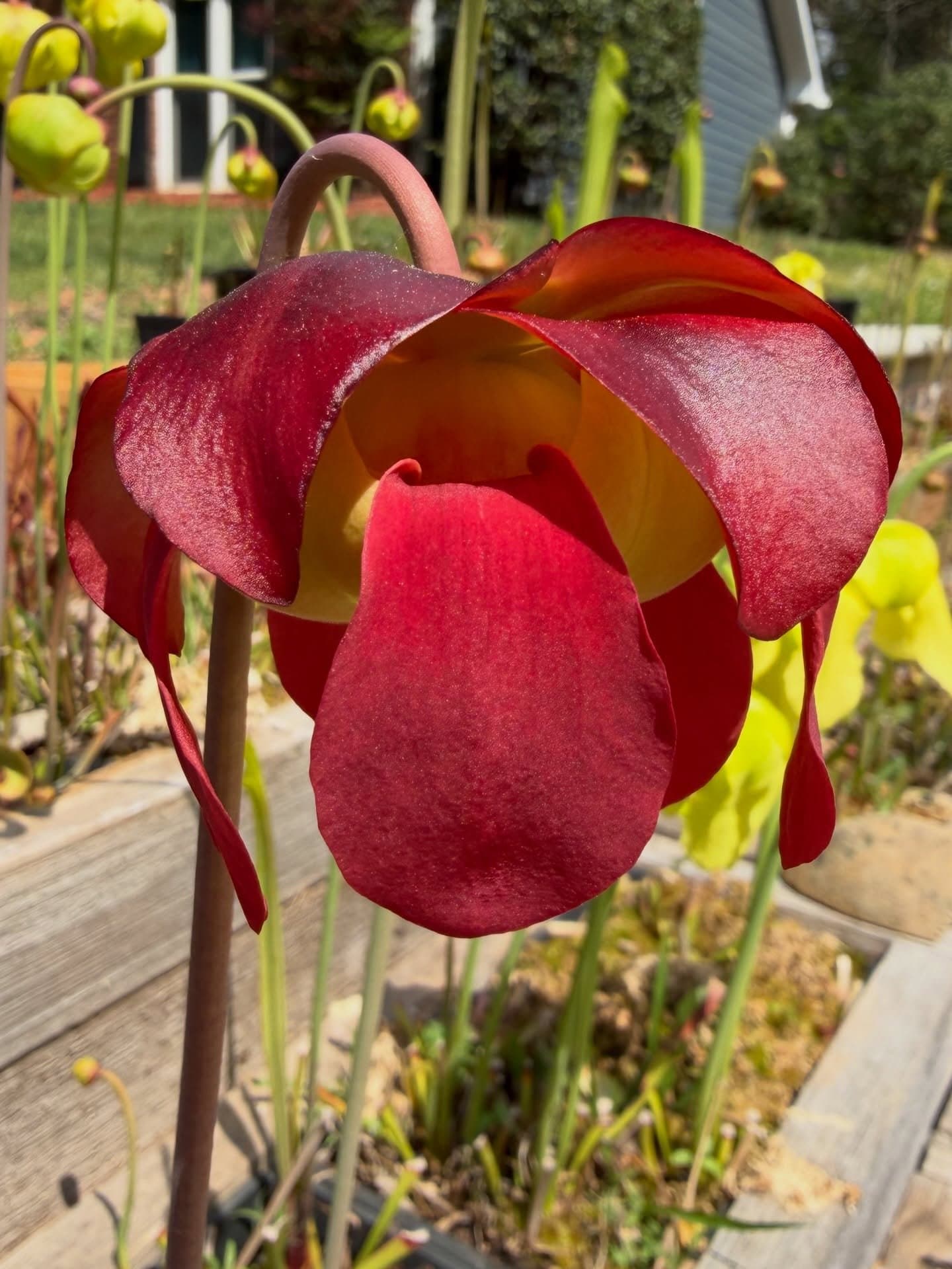 Sarracenia (North American Pitcher Plant) — photo 9