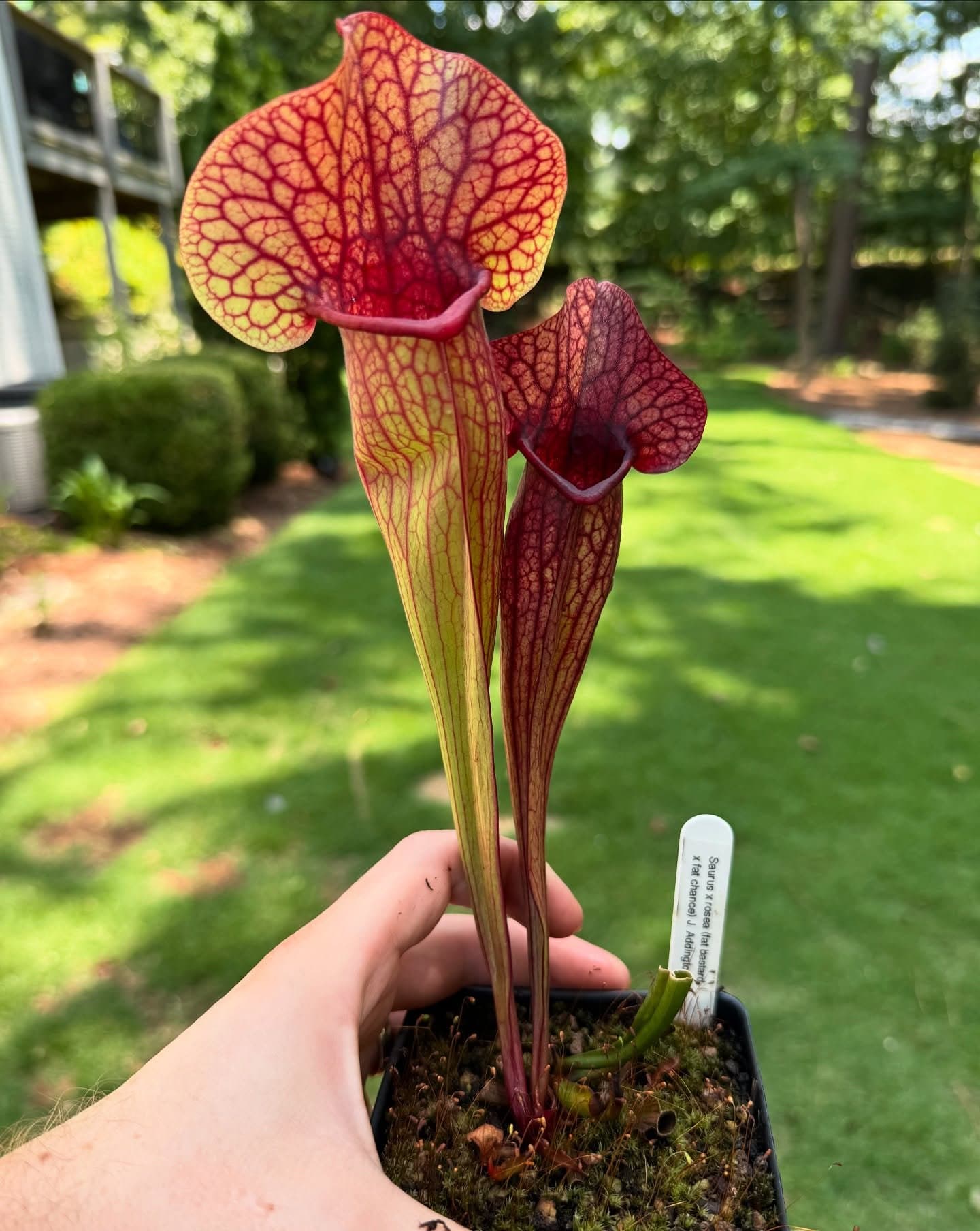 Sarracenia (North American Pitcher Plant) — photo 10