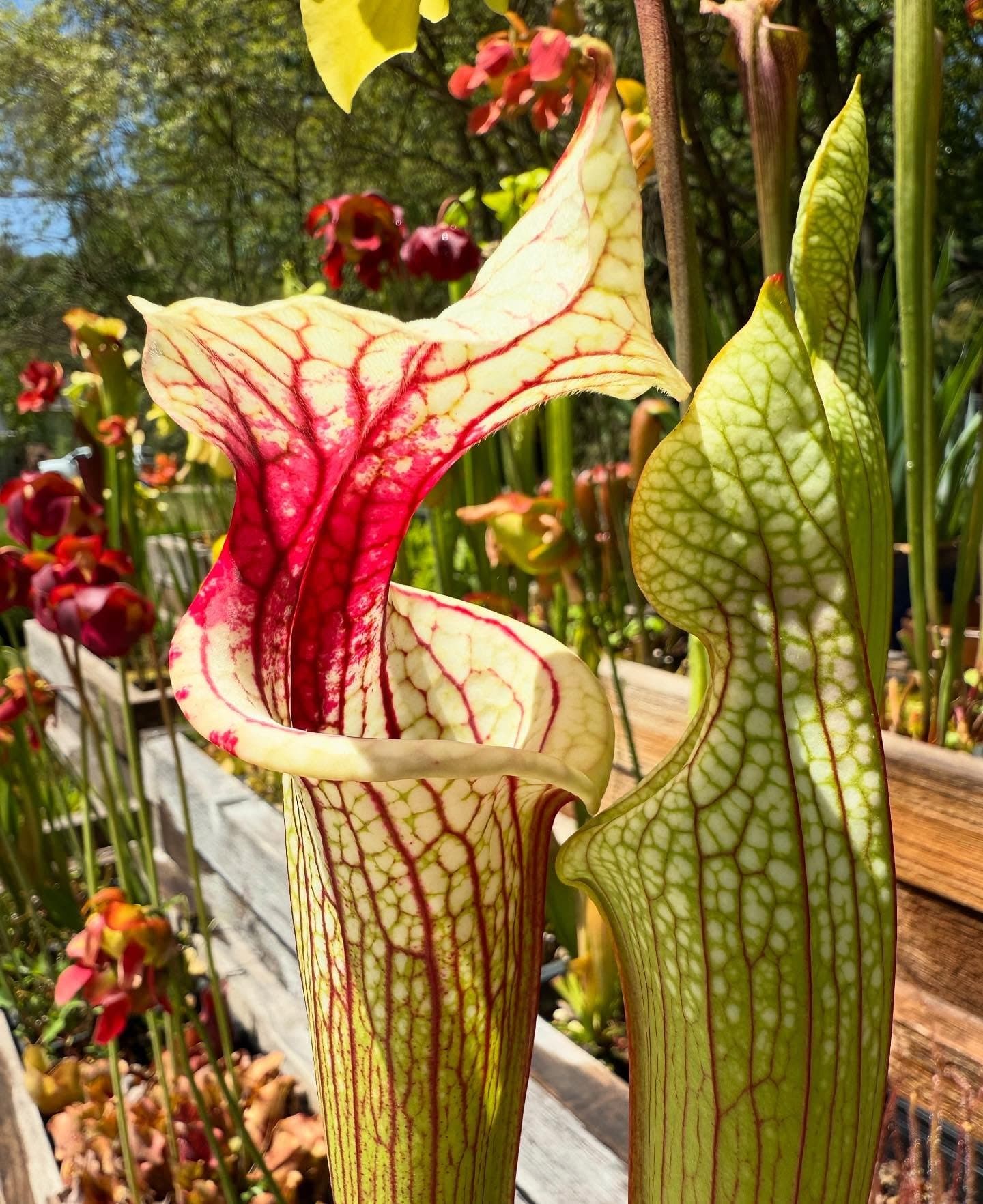 Sarracenia (North American Pitcher Plant) — photo 11