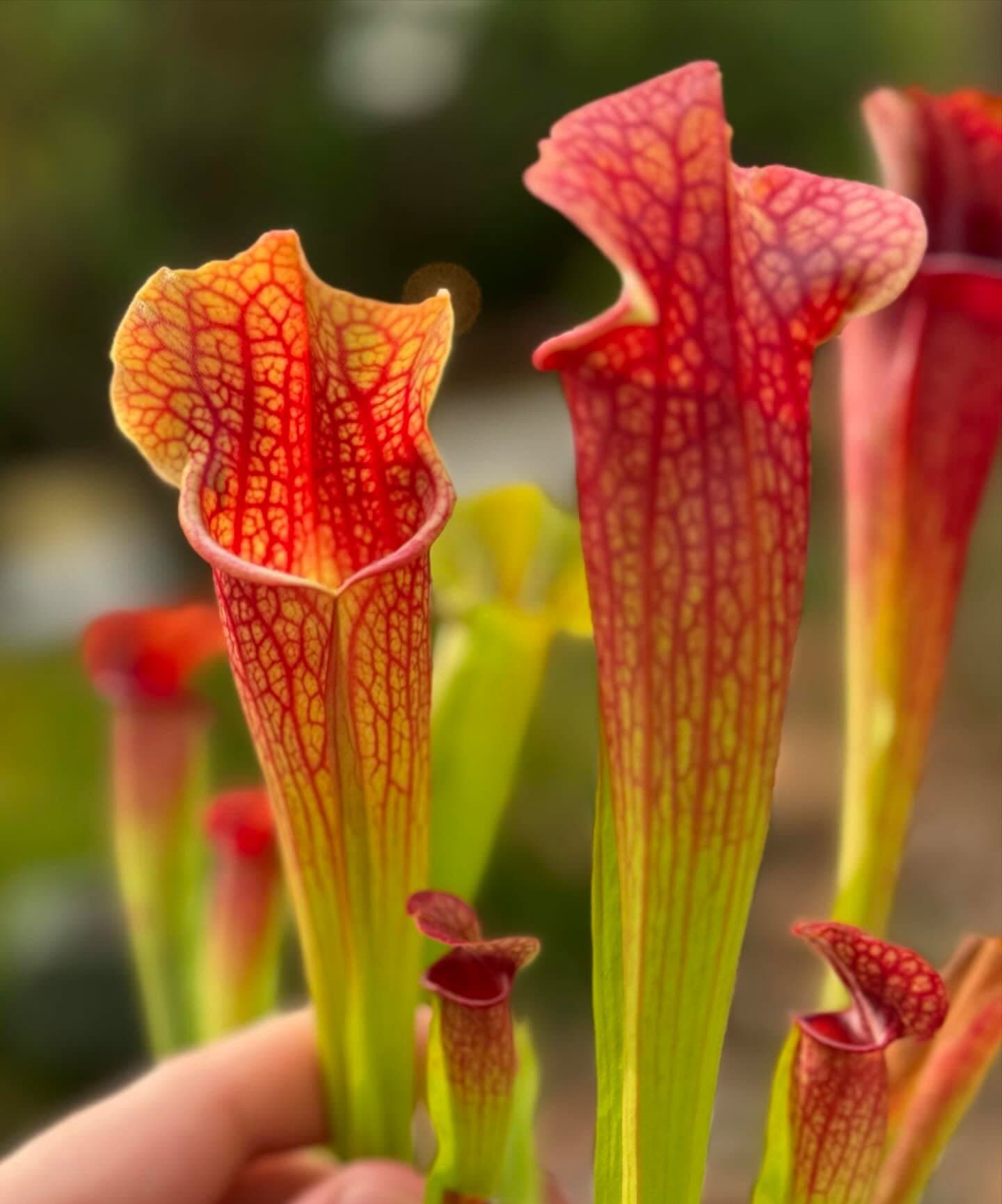 Sarracenia (North American Pitcher Plant) — photo 12