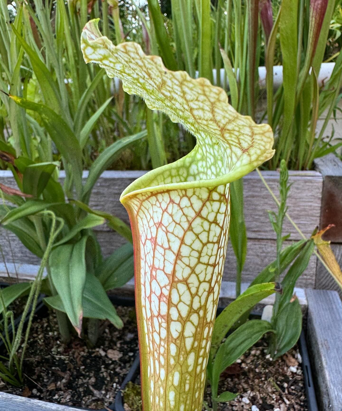 Sarracenia (North American Pitcher Plant) — photo 13