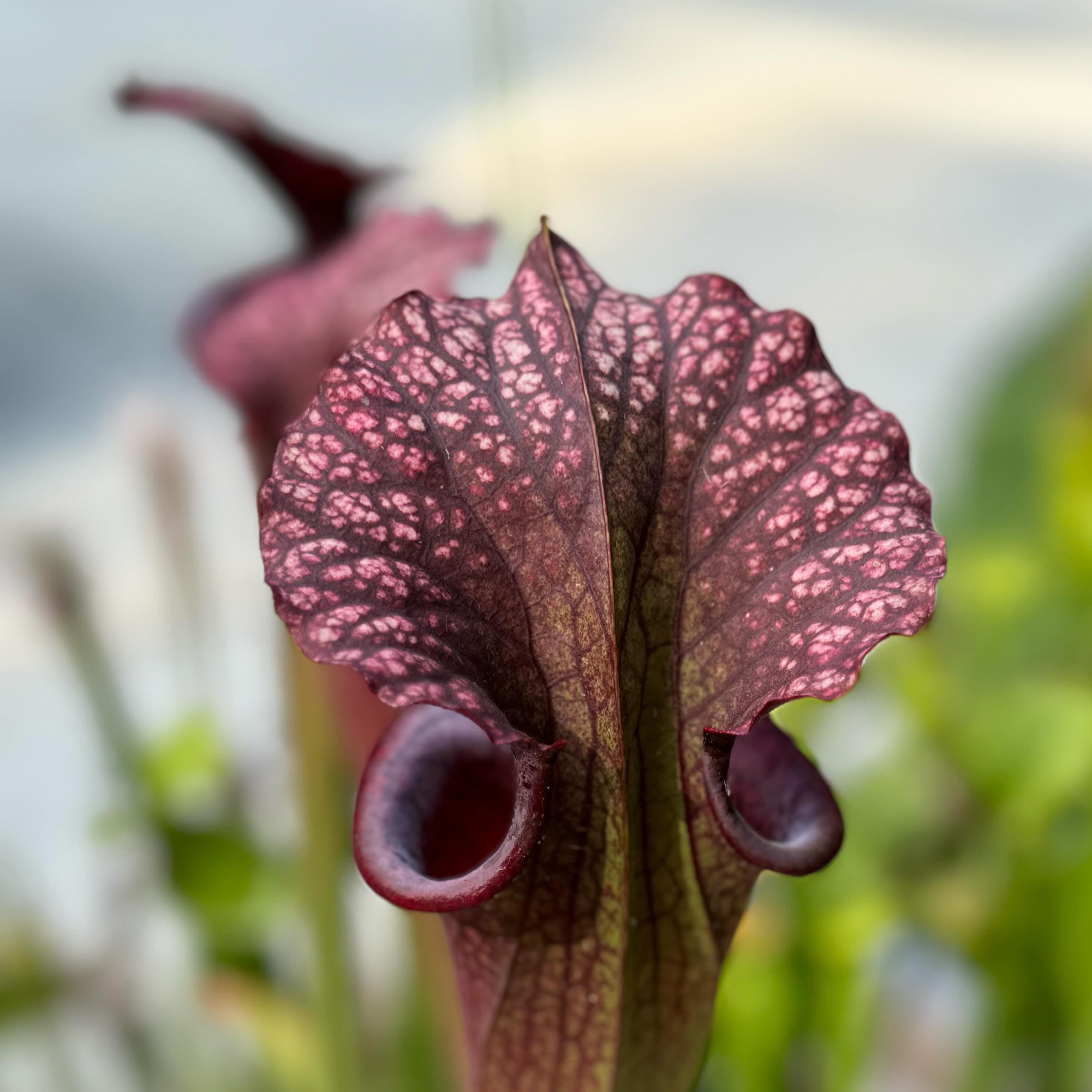 Sarracenia (North American Pitcher Plant) — photo 14