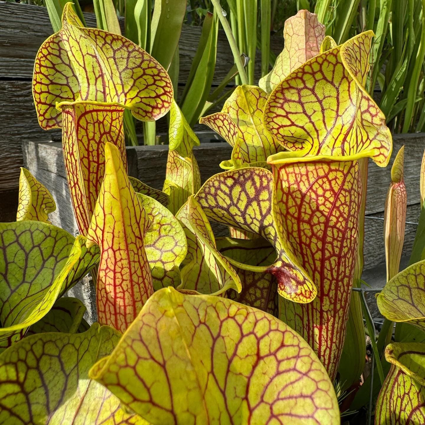 Sarracenia (North American Pitcher Plant) — photo 15