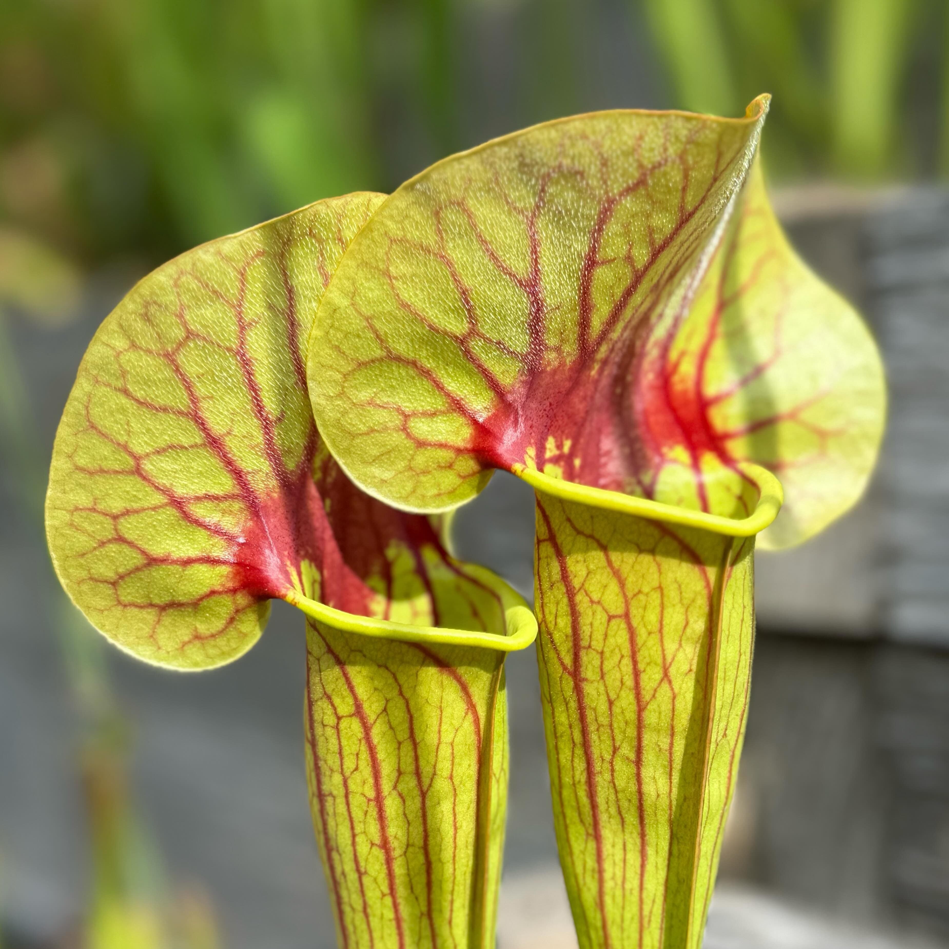 Sarracenia (North American Pitcher Plant) — photo 16