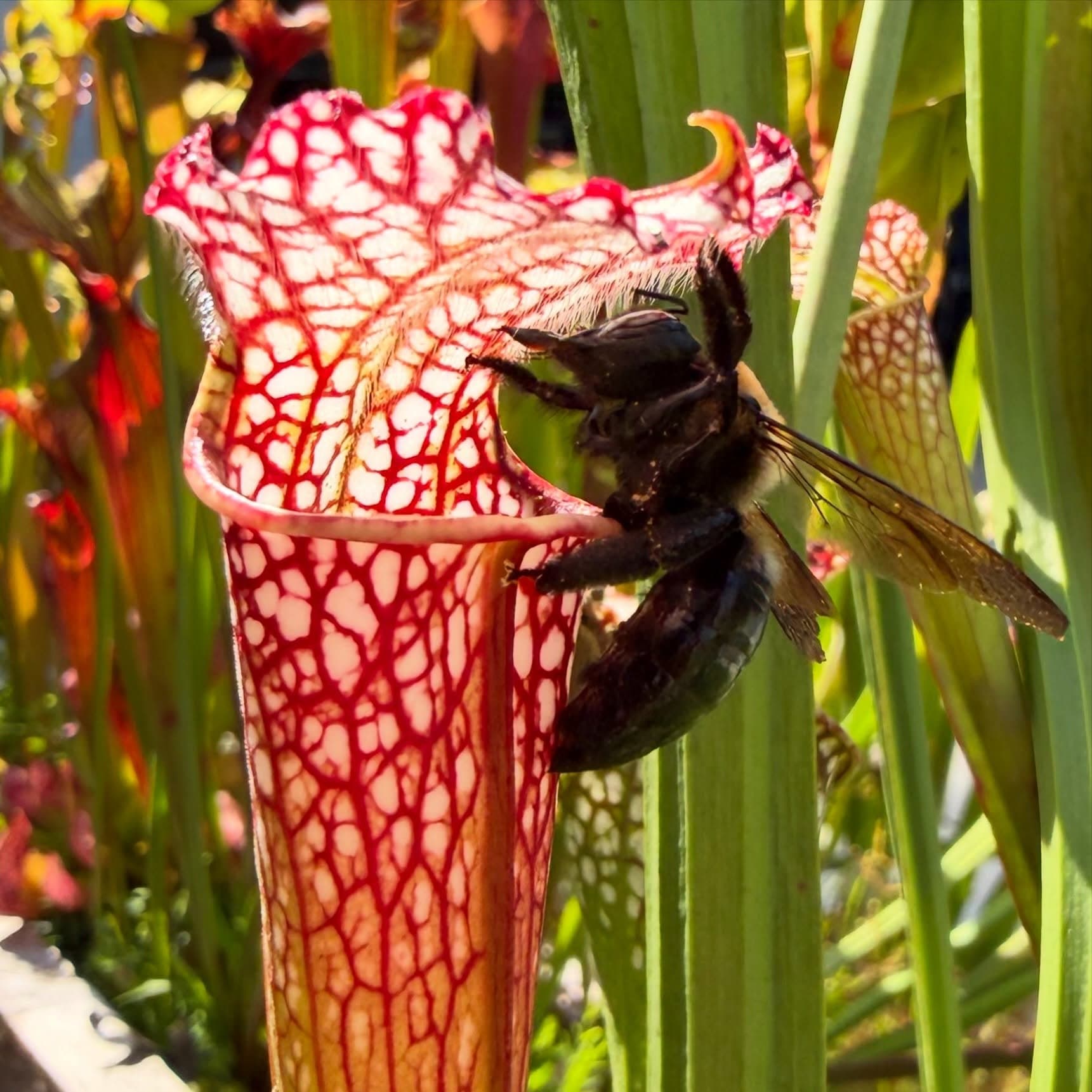 Sarracenia (North American Pitcher Plant) — photo 17