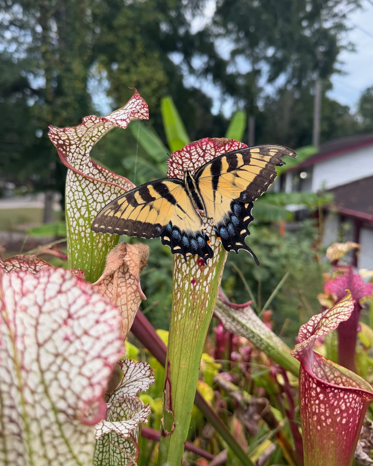 Sarracenia (North American Pitcher Plant) — photo 18