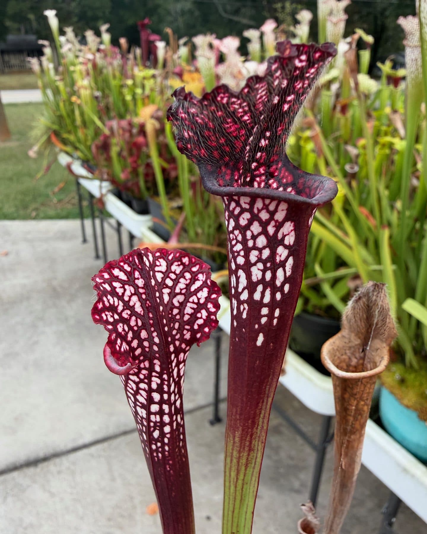 Sarracenia (North American Pitcher Plant) — photo 19