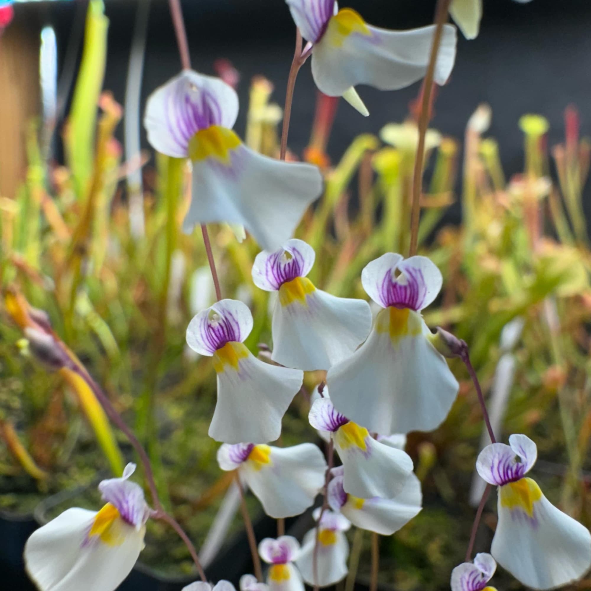Utricularia (Bladderwort) — photo 2