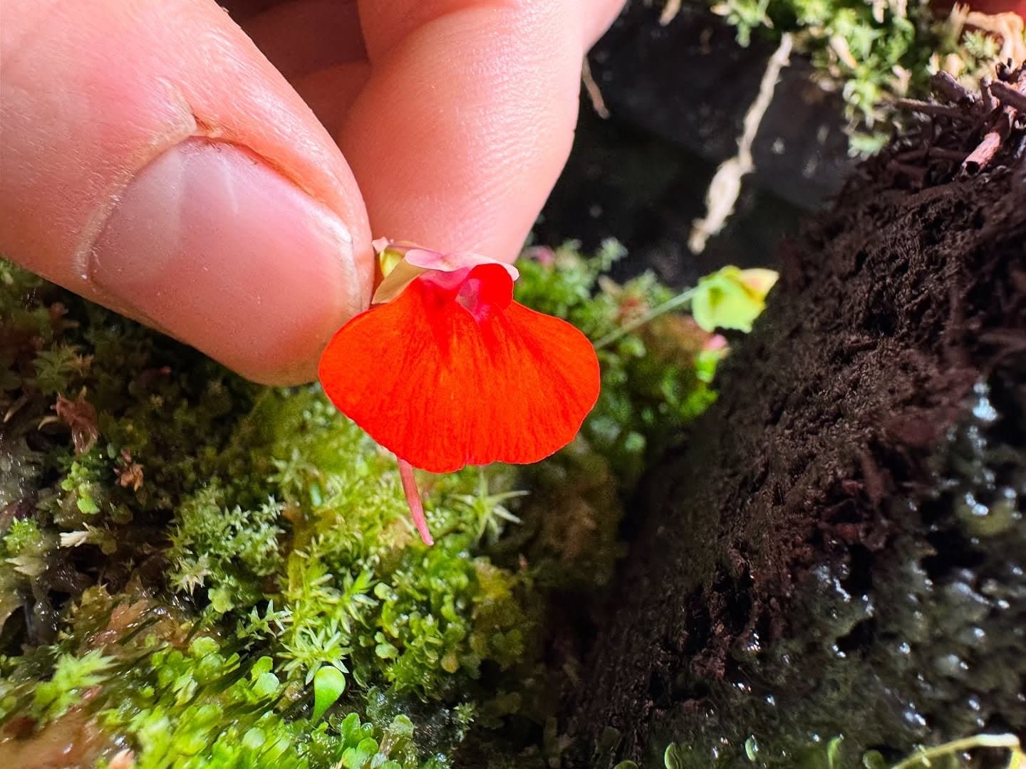 Utricularia (Bladderwort) — photo 3