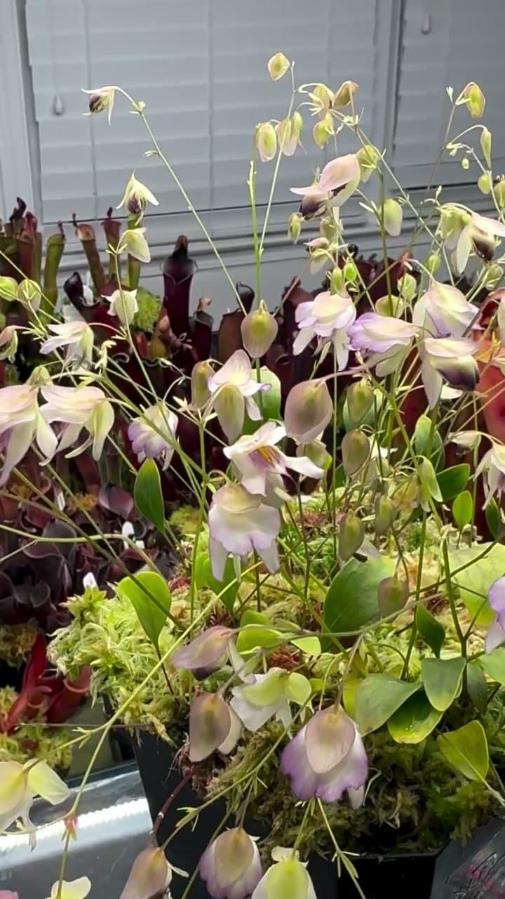 Utricularia (Bladderwort) — photo 4