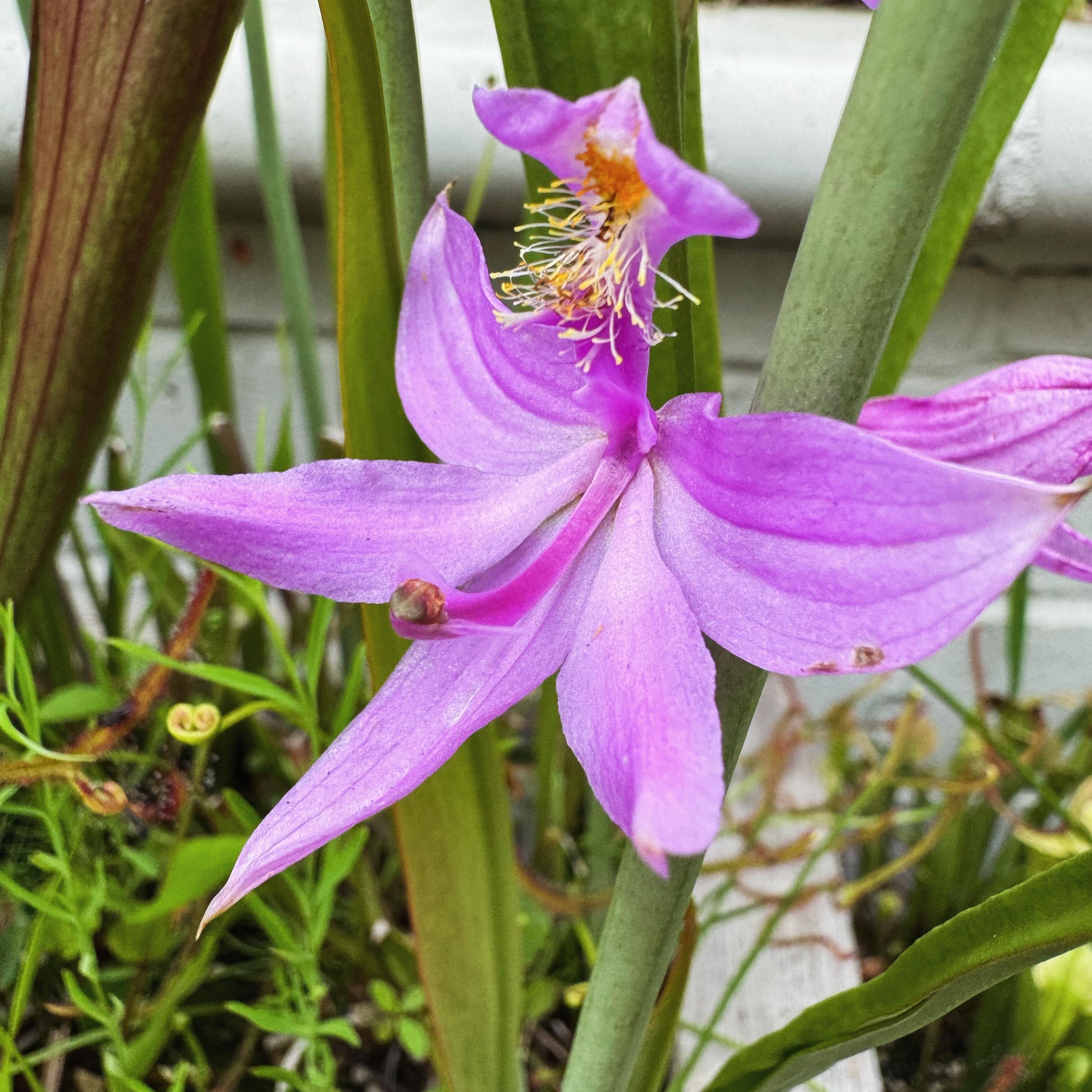 A pink native bog orchid flower among pitcher plant tubes