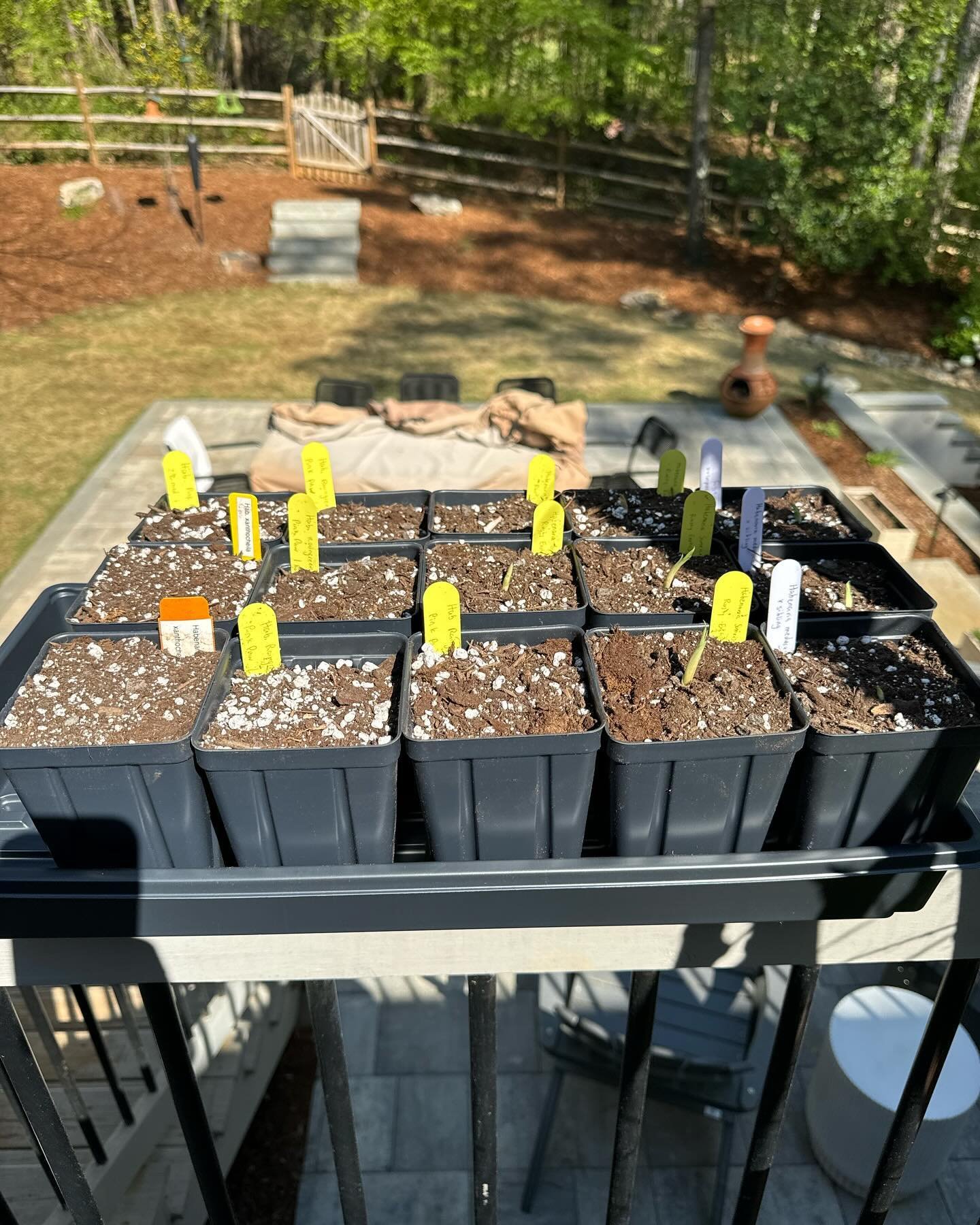 A tray of freshly potted Habenaria tubers with labels