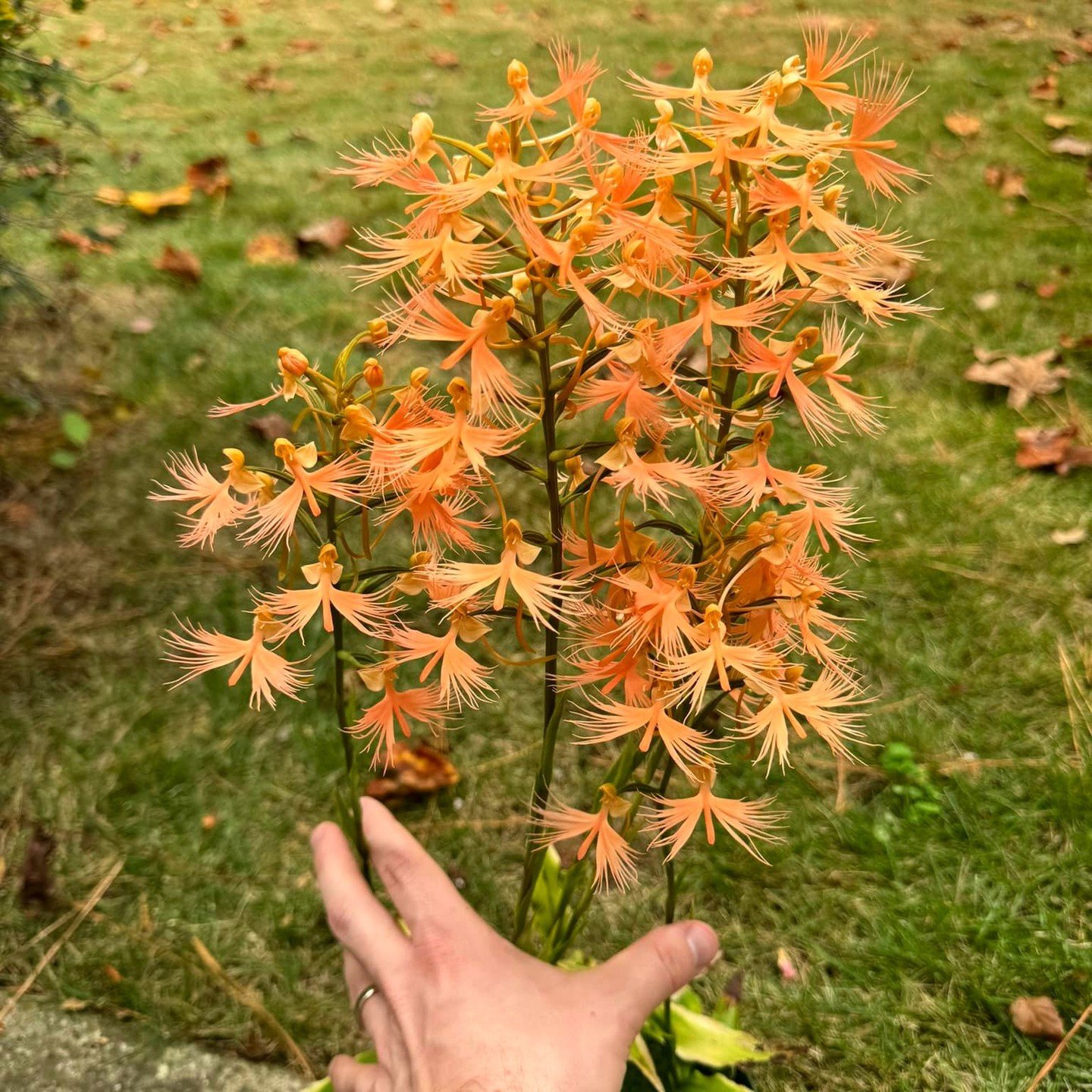 A Habenaria orchid with feathery orange flowers held in front of a lawn