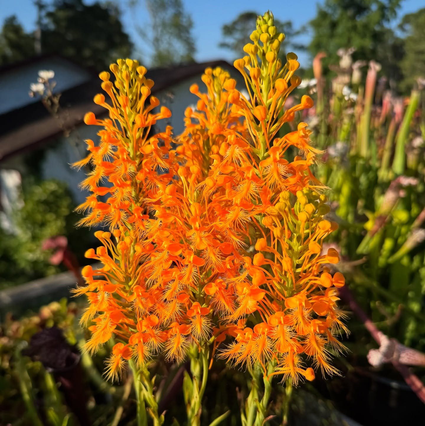 Orange fringe orchids blooming in an outdoor bog planter