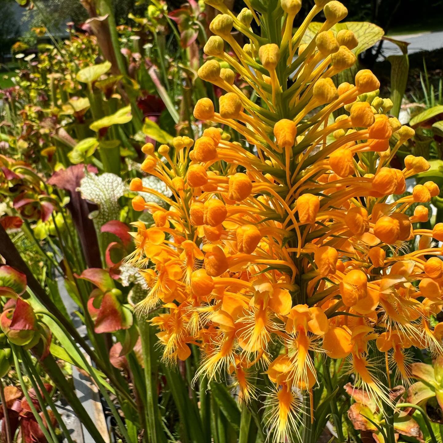 A dense orange flower spike of Platanthera ciliaris among pitcher plants