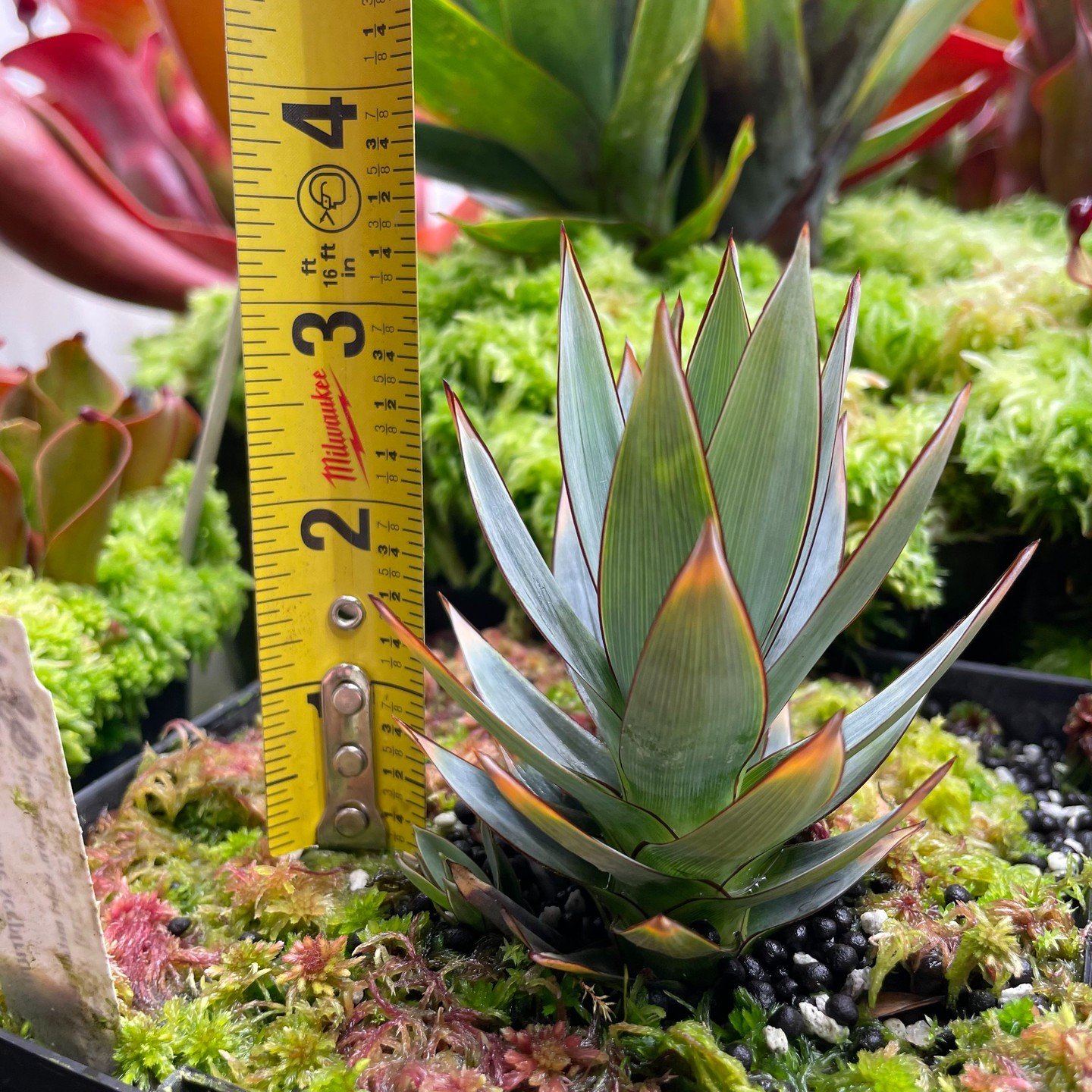 A spiky blue-green Orectanthe sceptrum rosette next to a tape measure