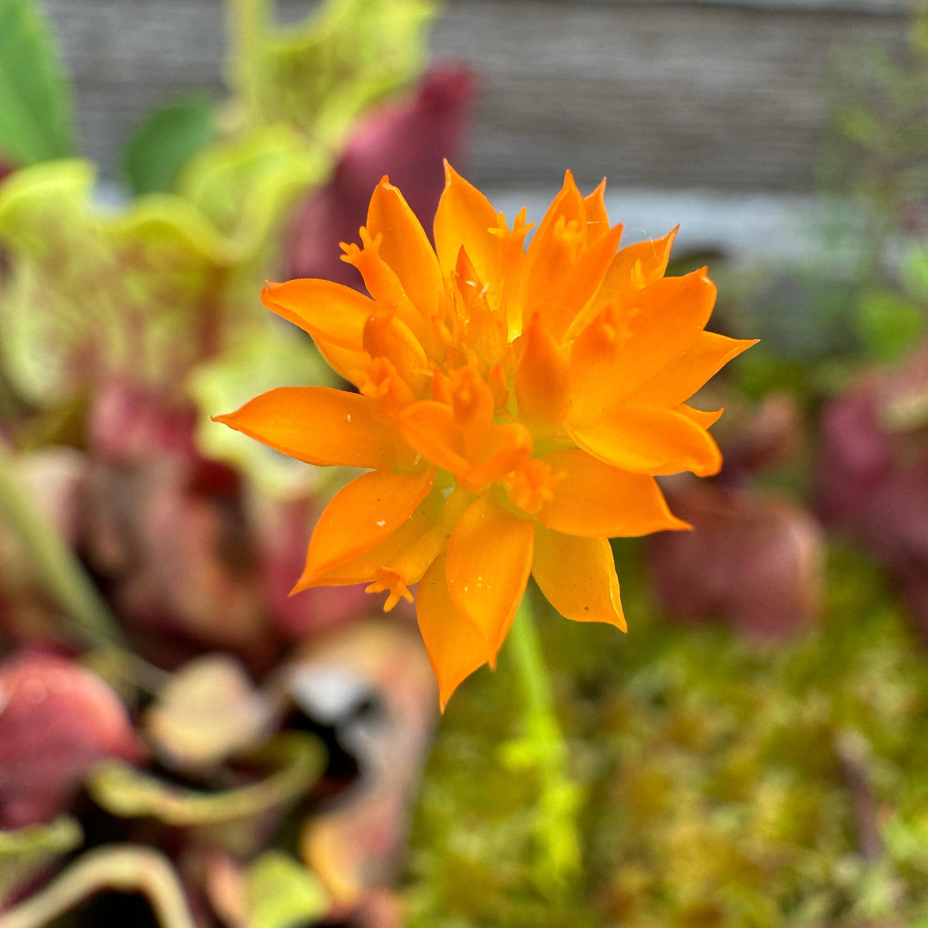An orange Polygala lutea flower head in a bog planter