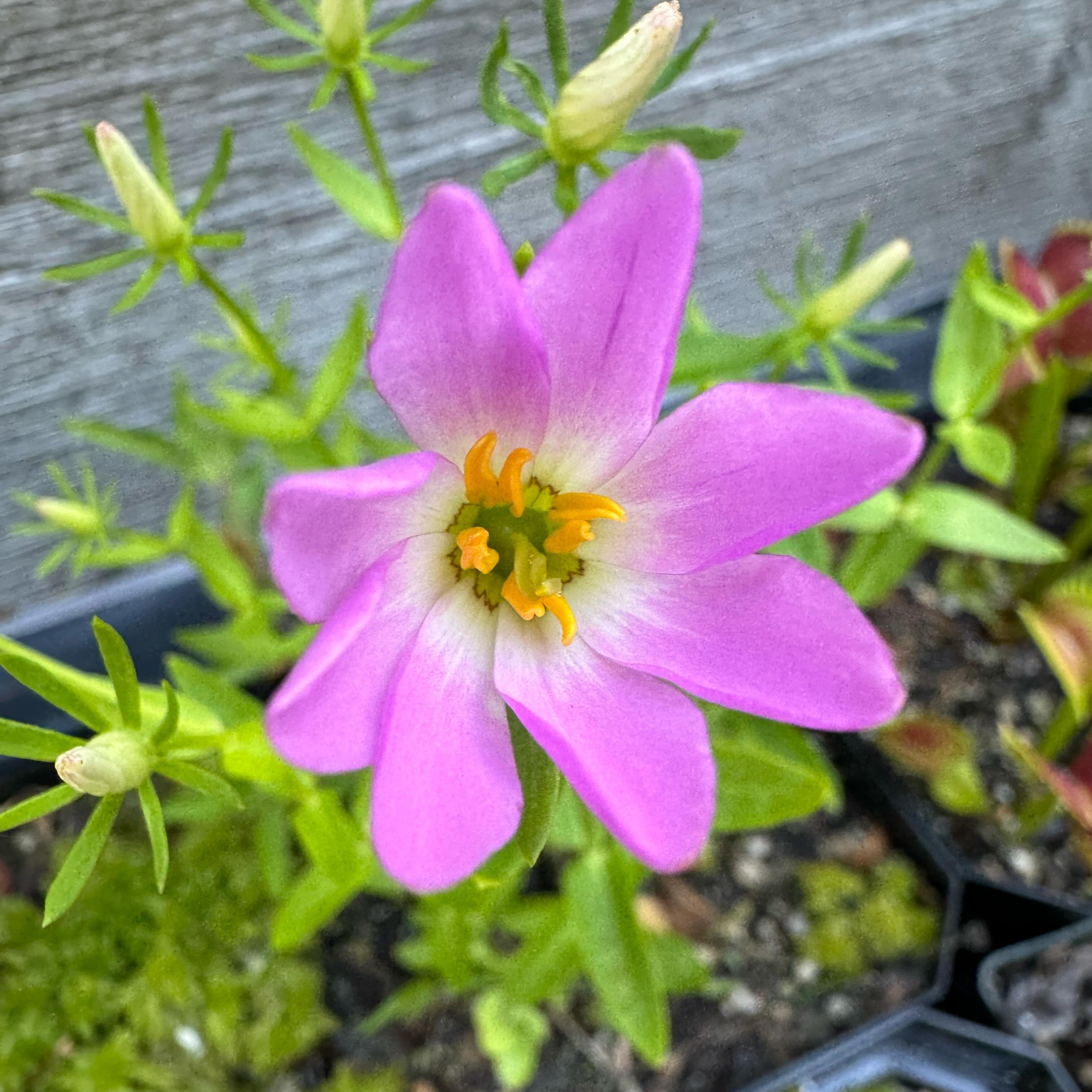 A pink Sabatia flower with a yellow center