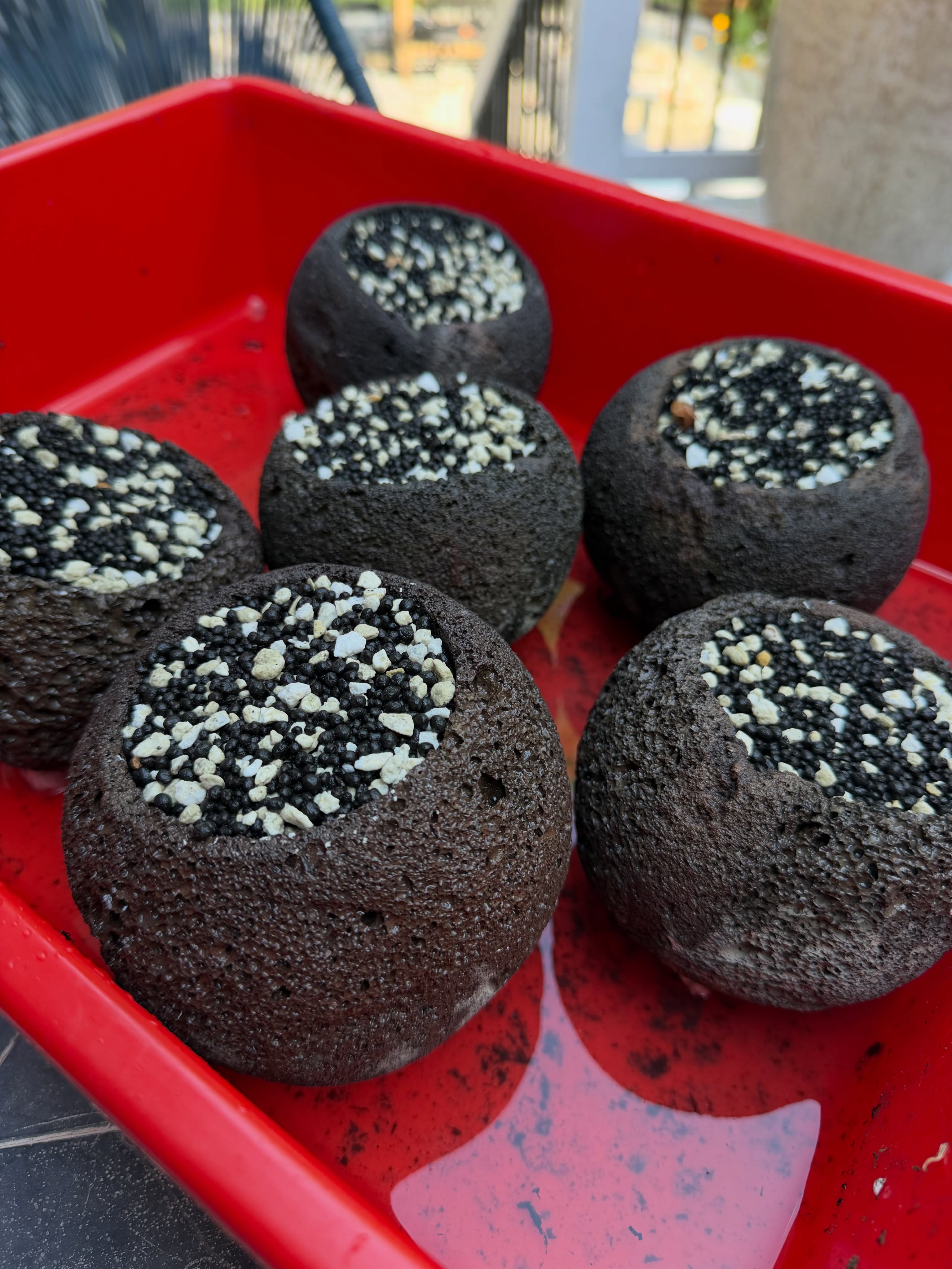 Hollowed lava rocks filled with a perlite and Fluval Stratum mix on a red tray