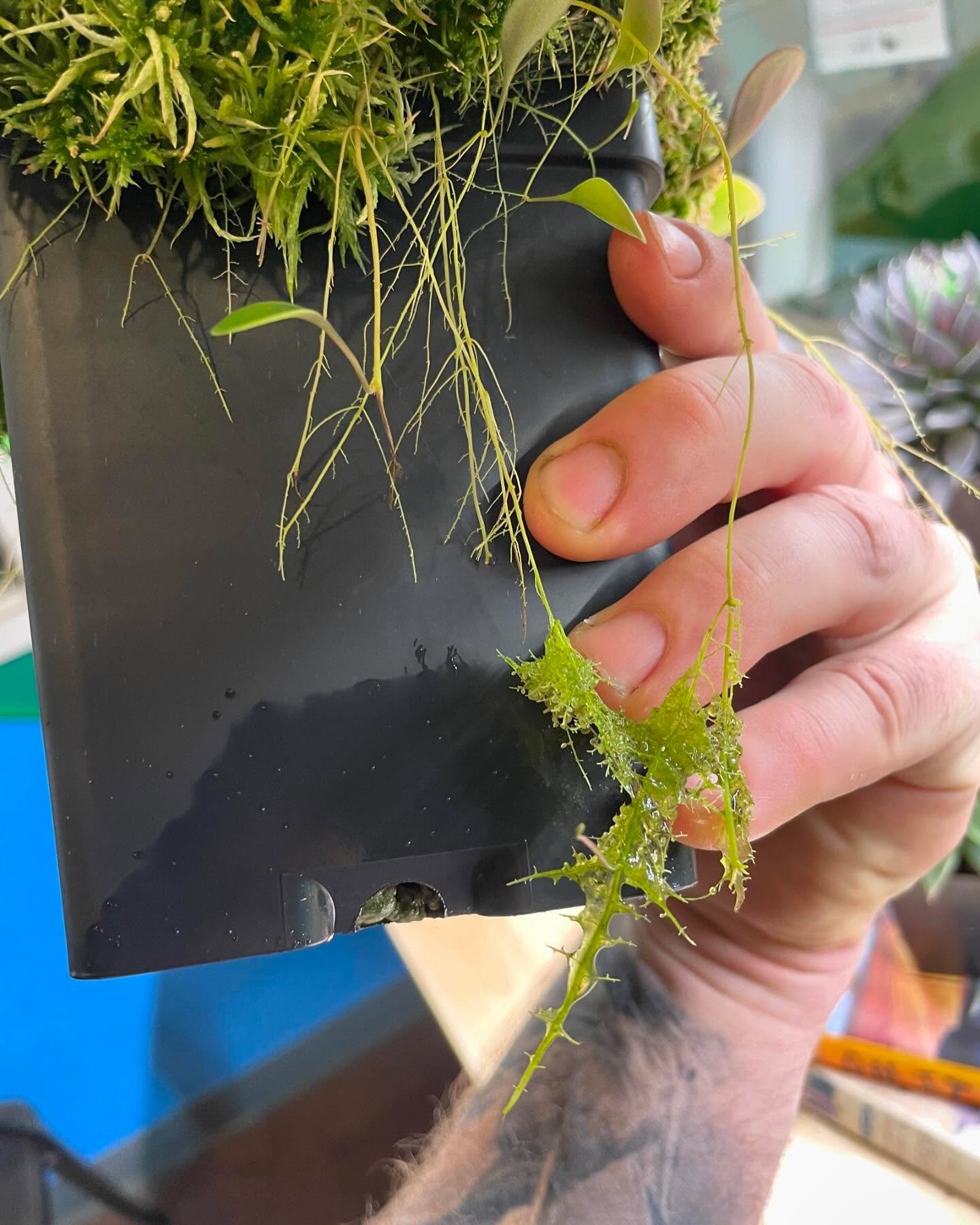 A hand holding a pot of Utricularia quelchii with stolons trailing over the edge