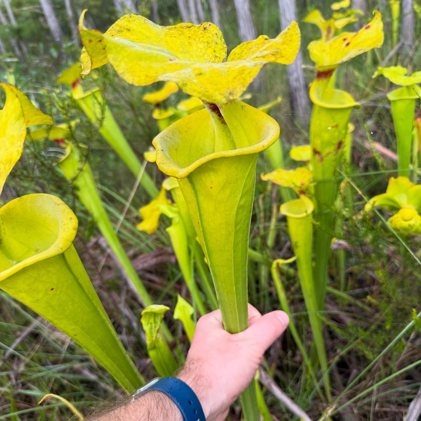 Tall yellow Sarracenia flava pitchers in a wild bog