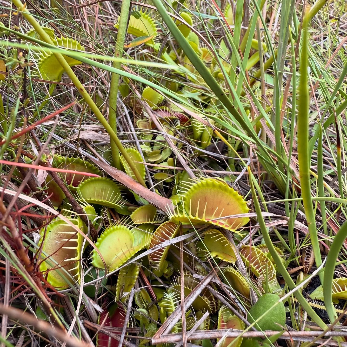 Wild Venus flytraps growing among grasses and pine needles