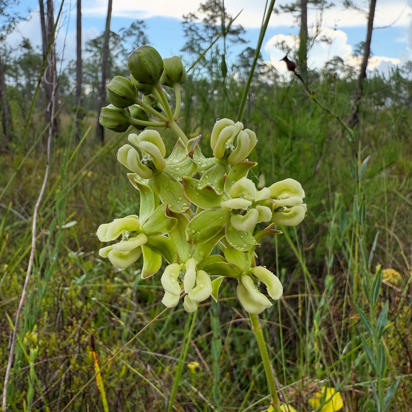 Pale green milkweed flowers in a grassy bog