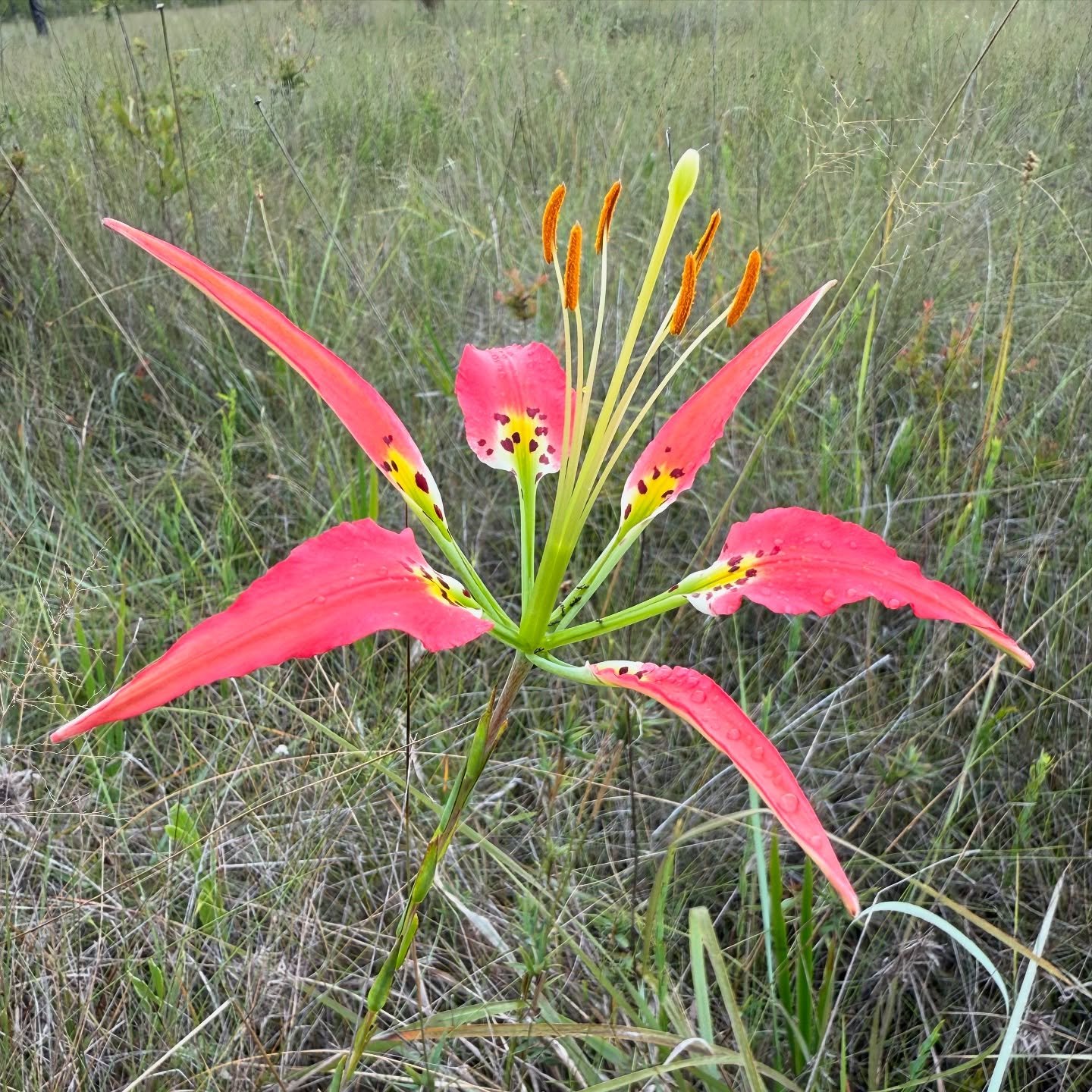 An orange-red pine lily flower in tall grass