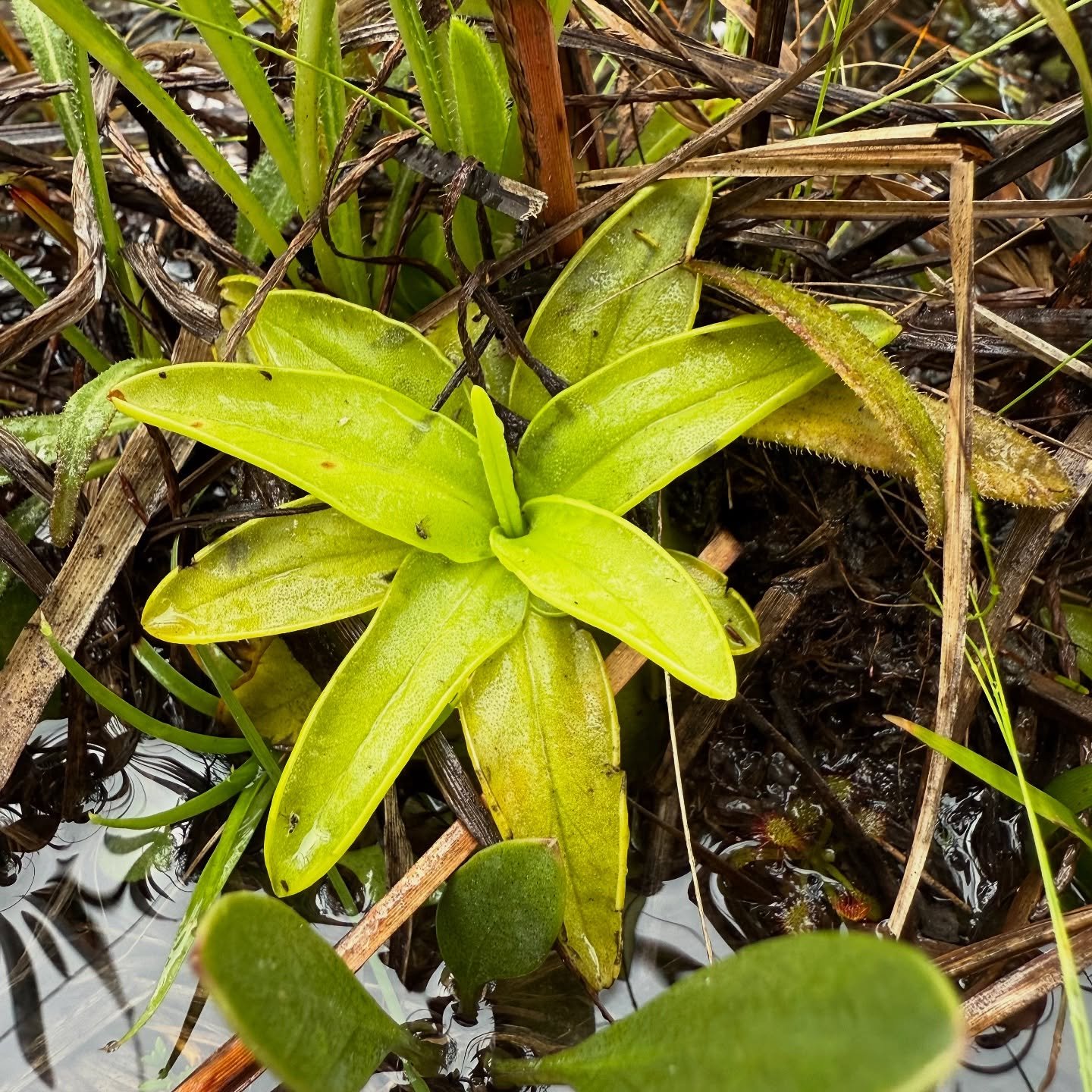 A pale green wild butterwort rosette in wet ground