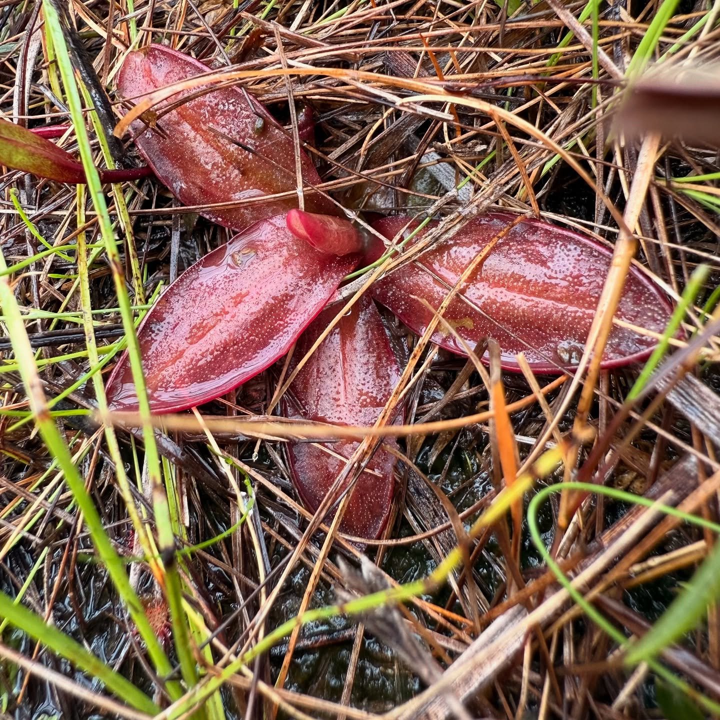 A reddish wild butterwort rosette among pine needles
