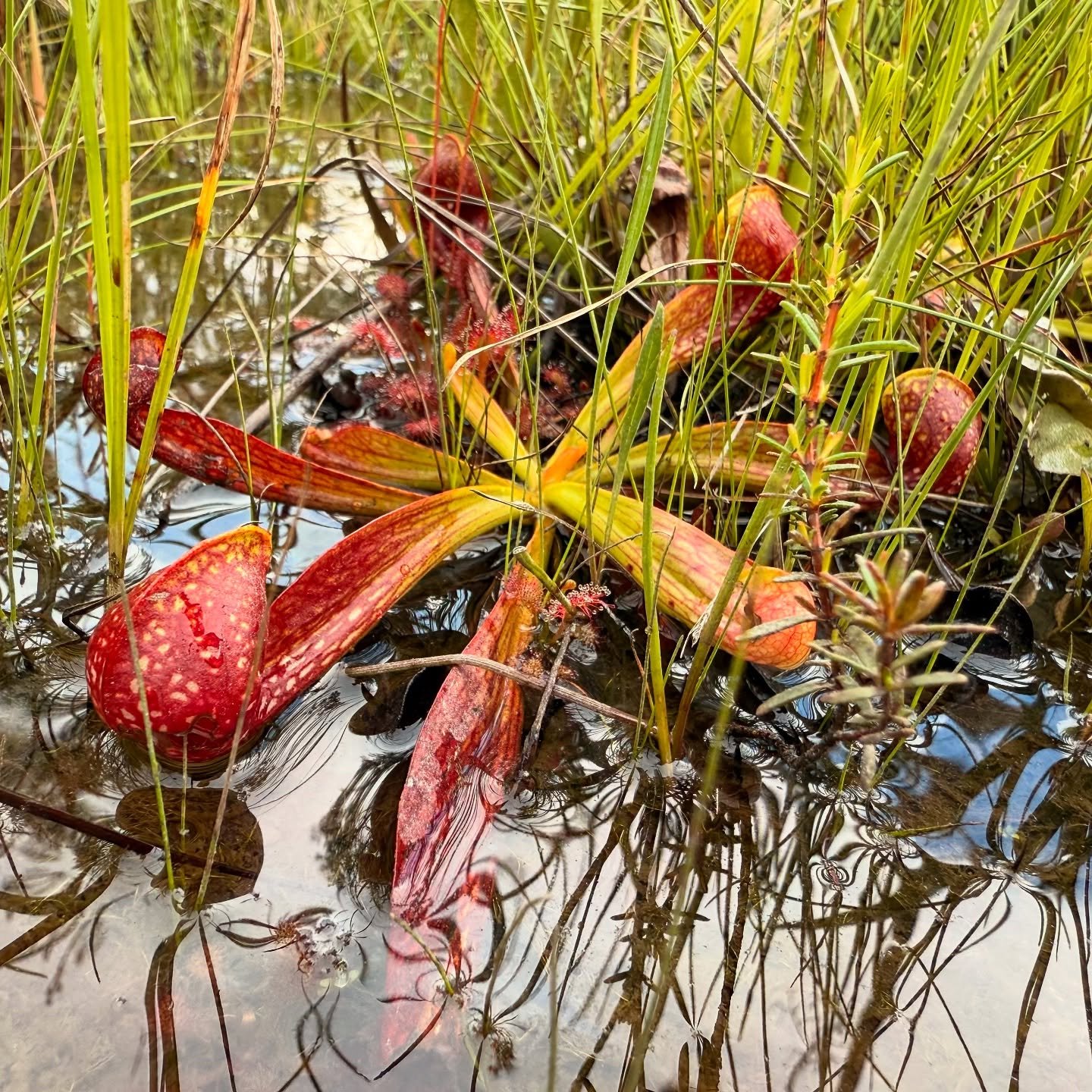 A rosette of red Sarracenia psittacina pitchers lying in shallow water