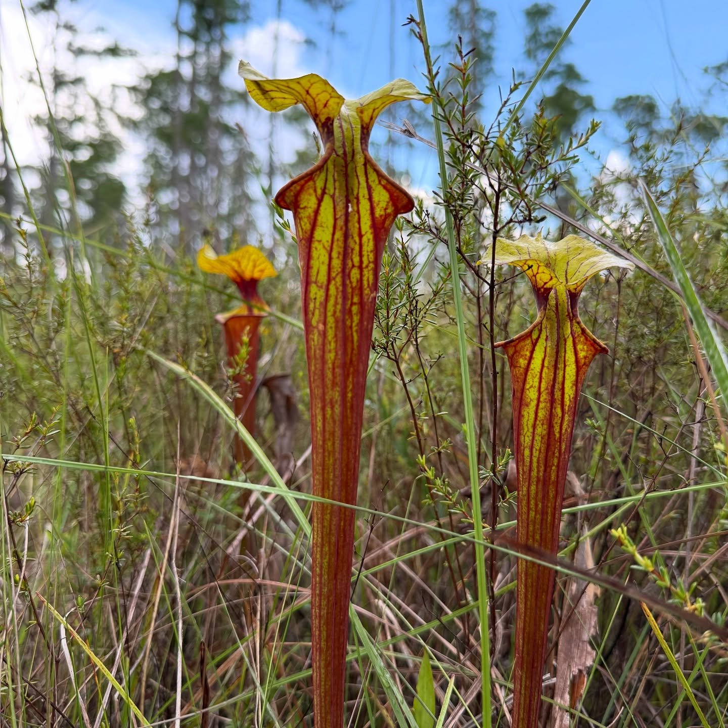 Red-tubed Sarracenia pitchers standing in tall grass